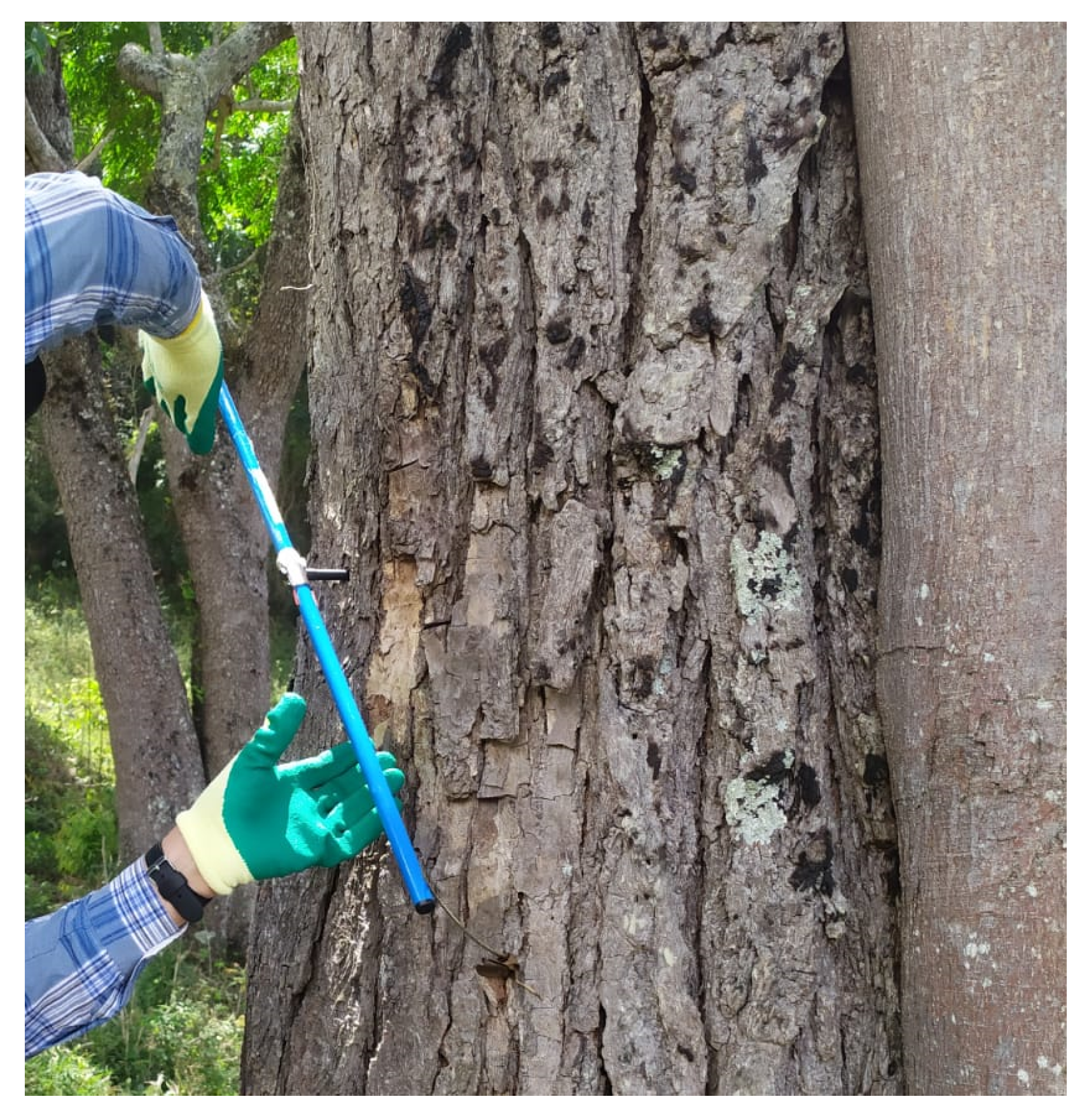 Atmosphere 16 00287 g004