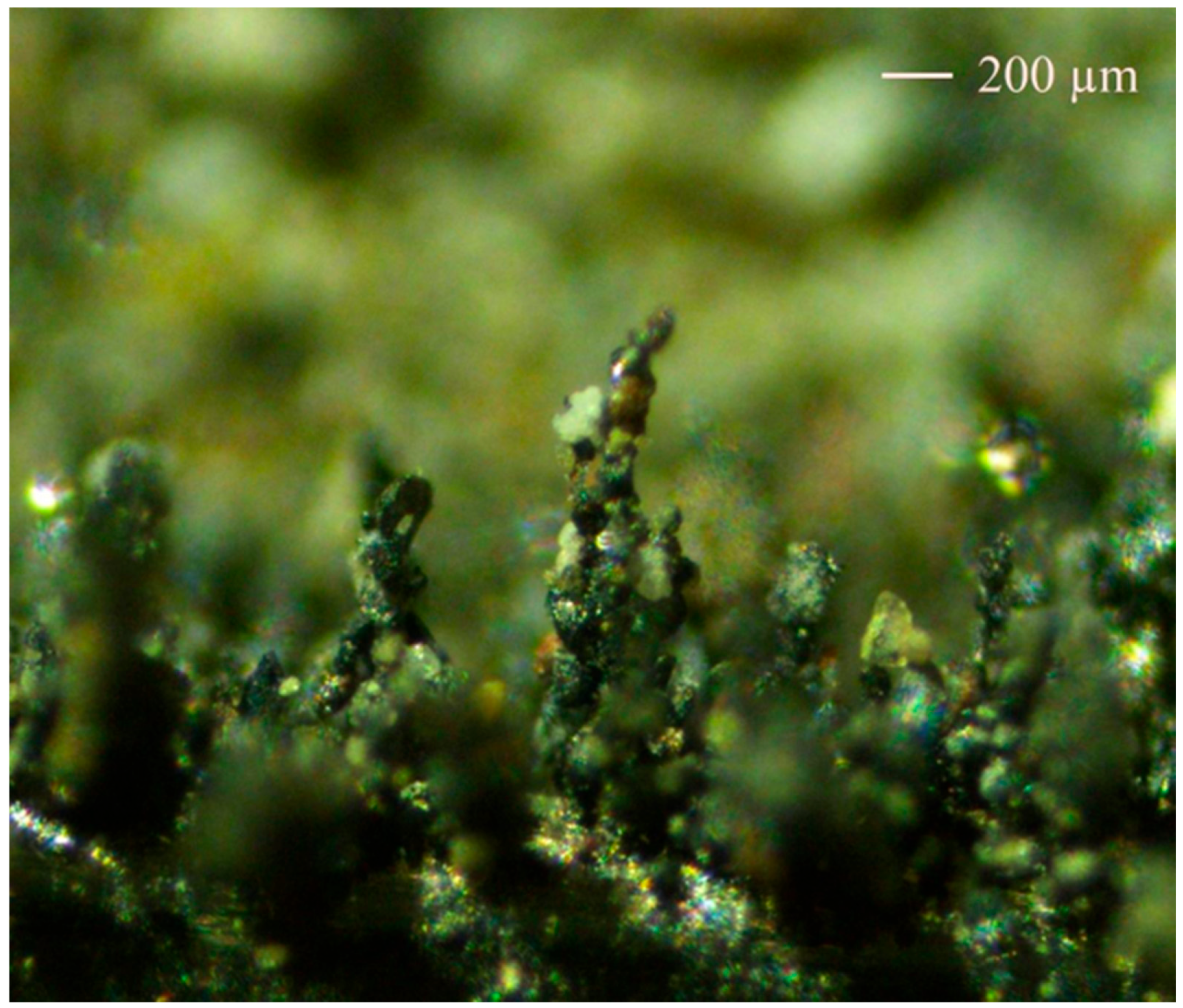 Atmosphere 16 00374 g005