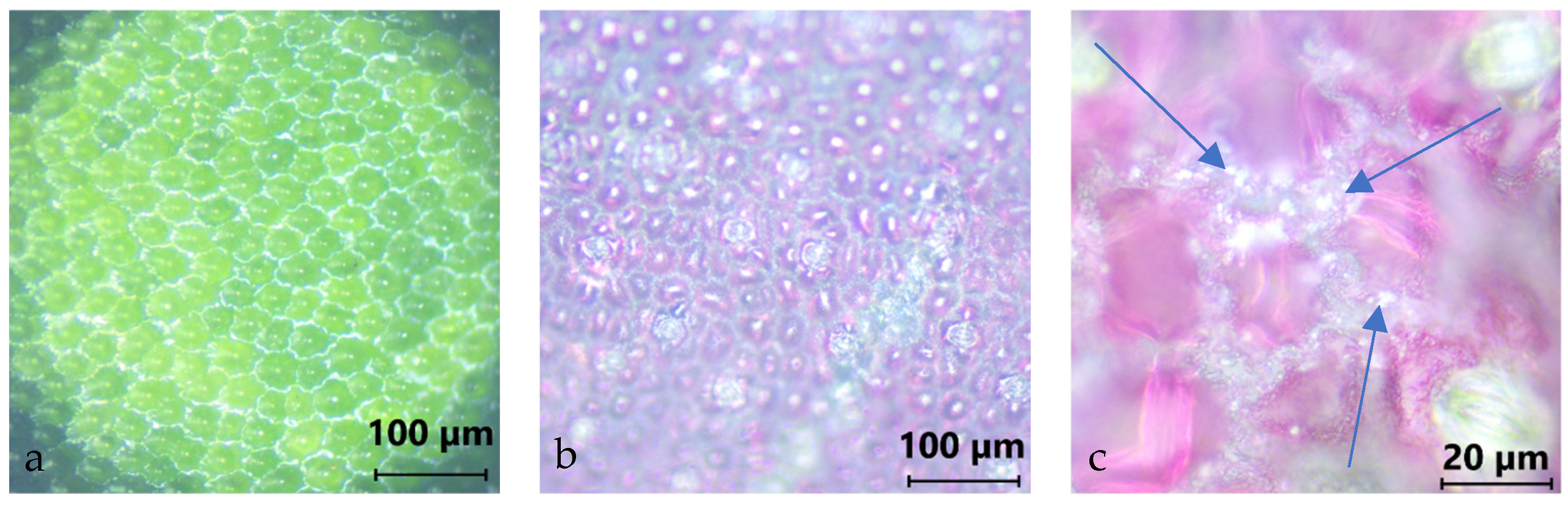 Atmosphere 16 00783 g001