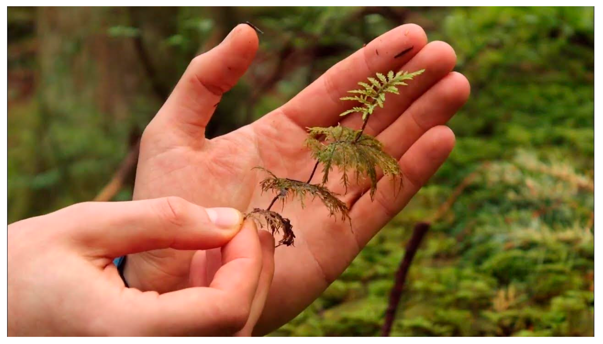 Atmosphere 16 00816 g004