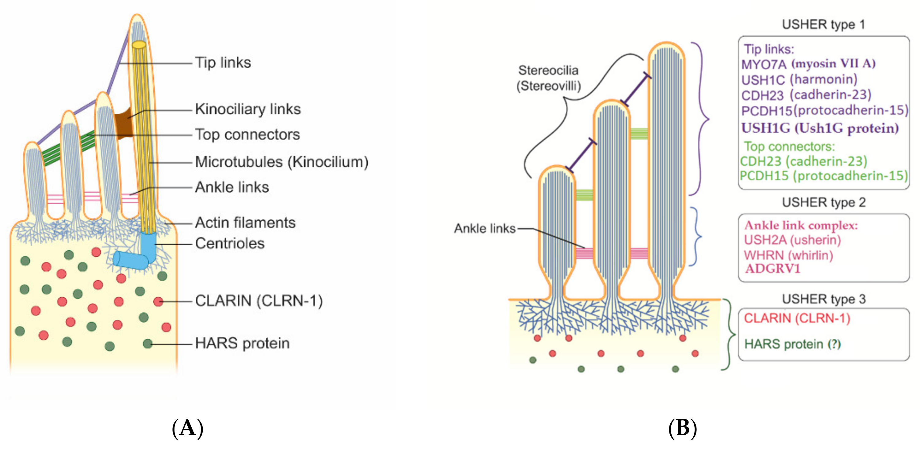 Audiolres 12 00005 g002 Audiolres 12 00005 g002