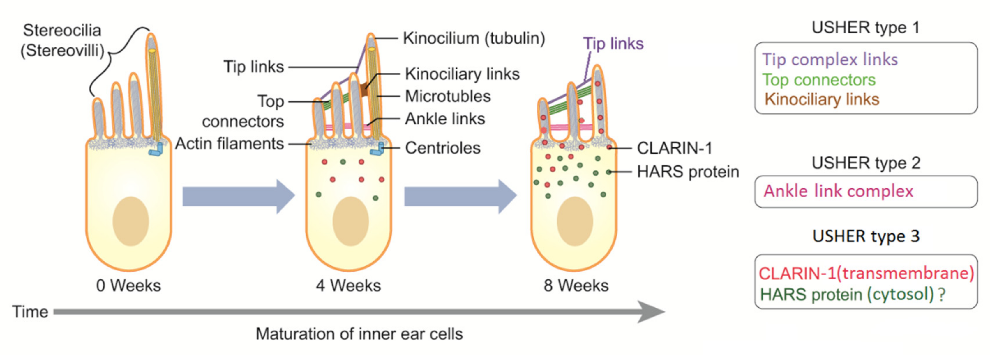 Audiolres 12 00005 g003 Audiolres 12 00005 g003