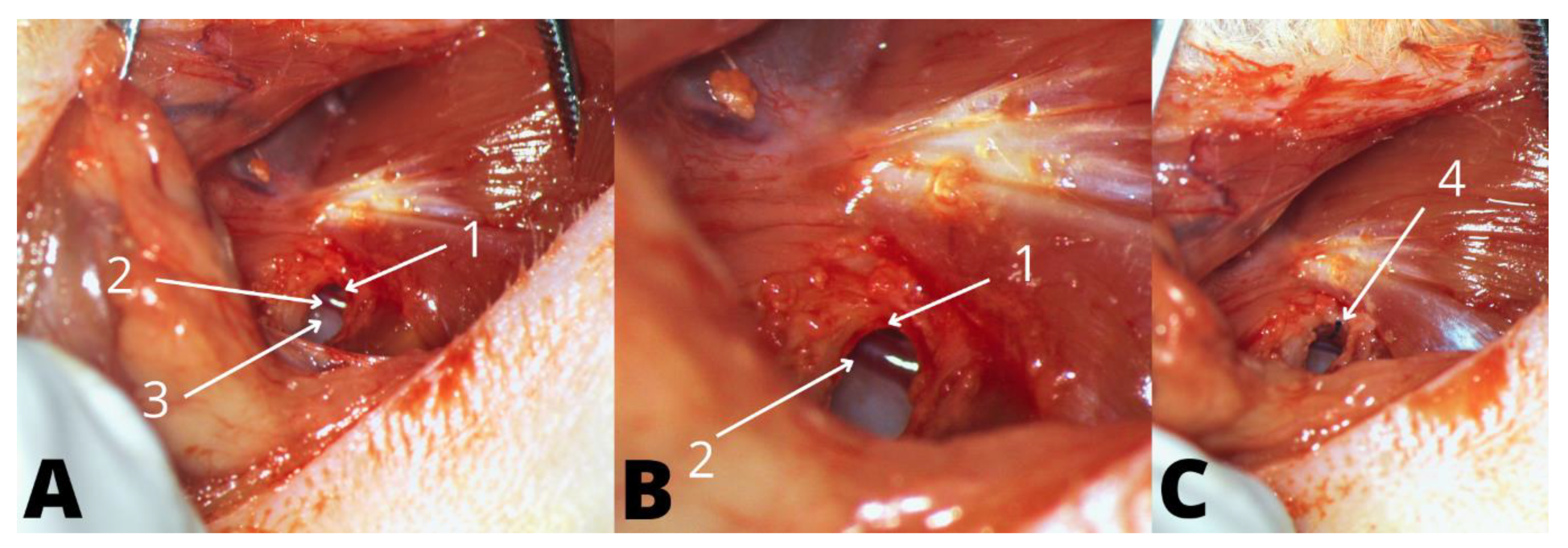 Audiolres 12 00047 g001 Audiolres 12 00047 g001