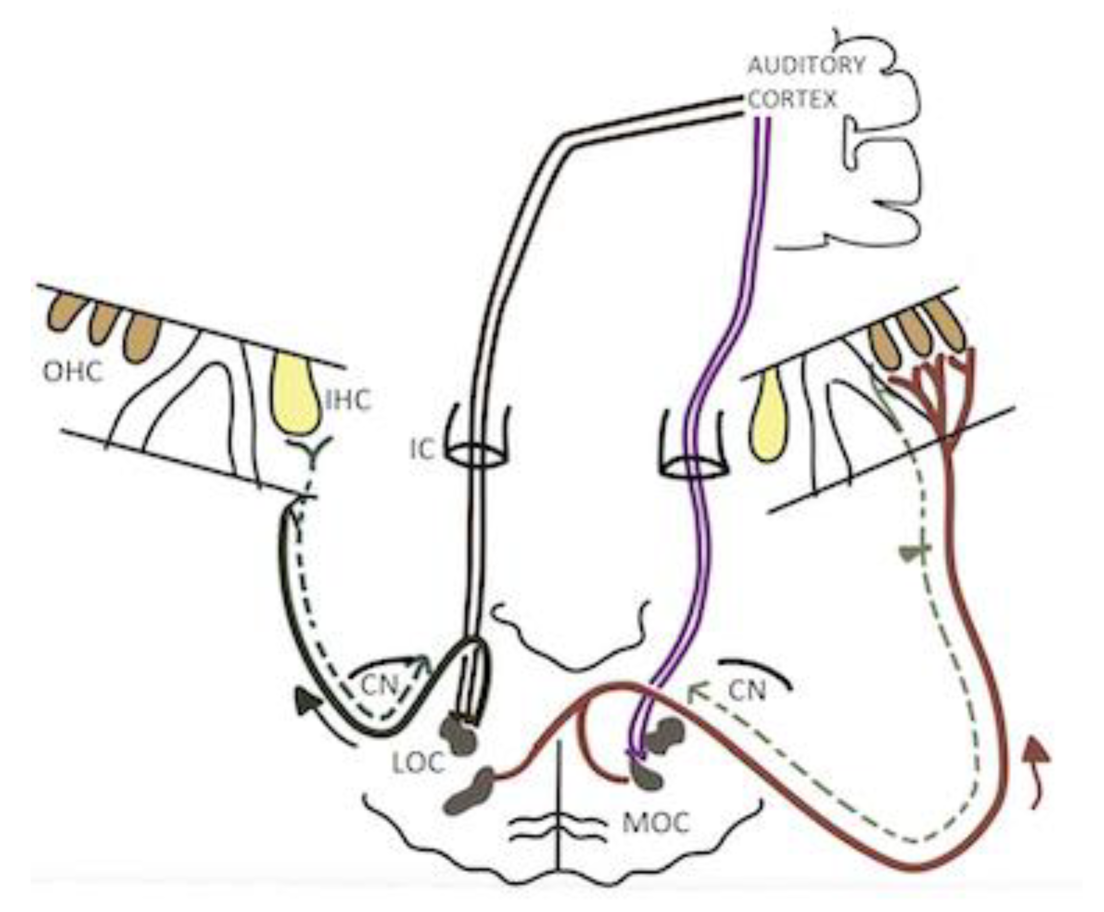 Audiolres 13 00007 g001