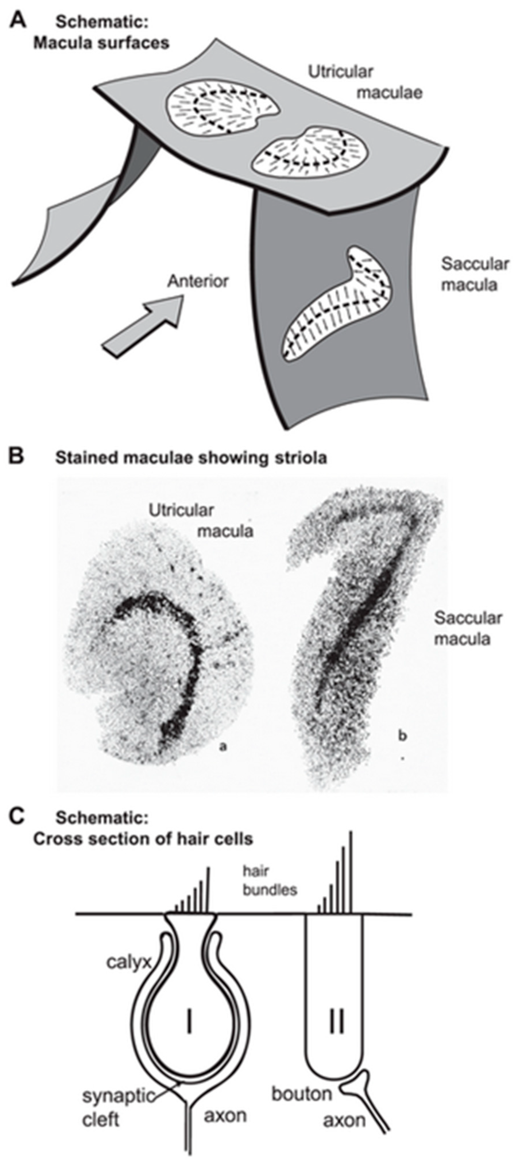 Audiolres 13 00079 g002 Audiolres 13 00079 g002