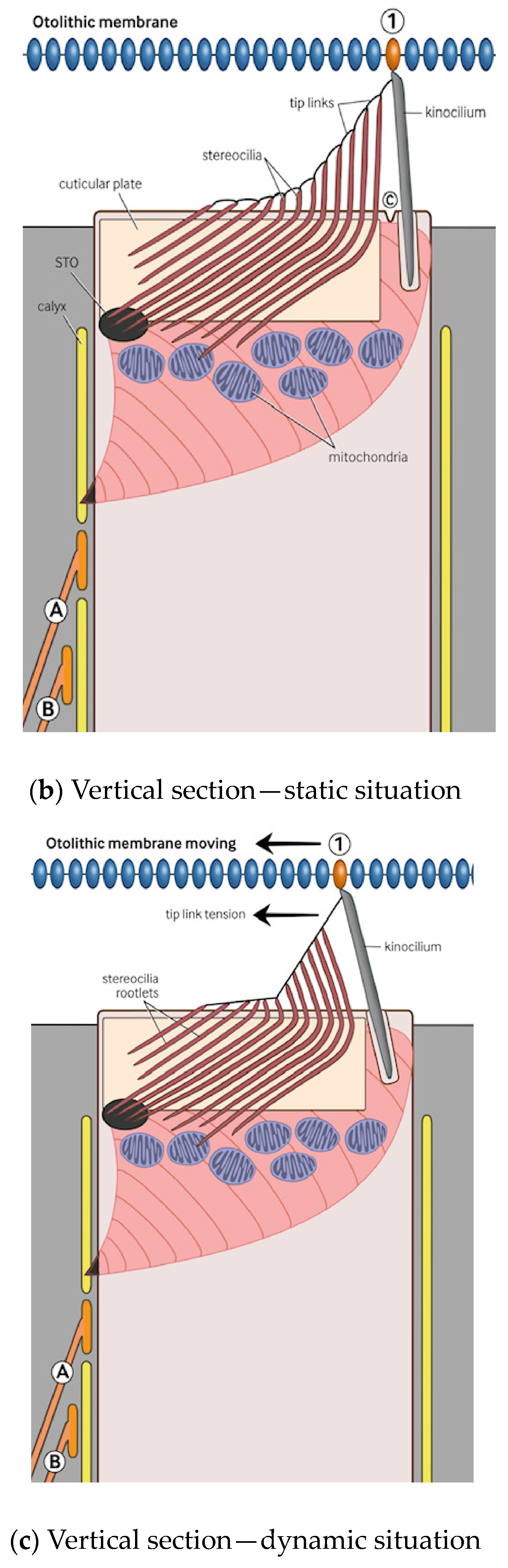 Audiolres 14 00044 g001b