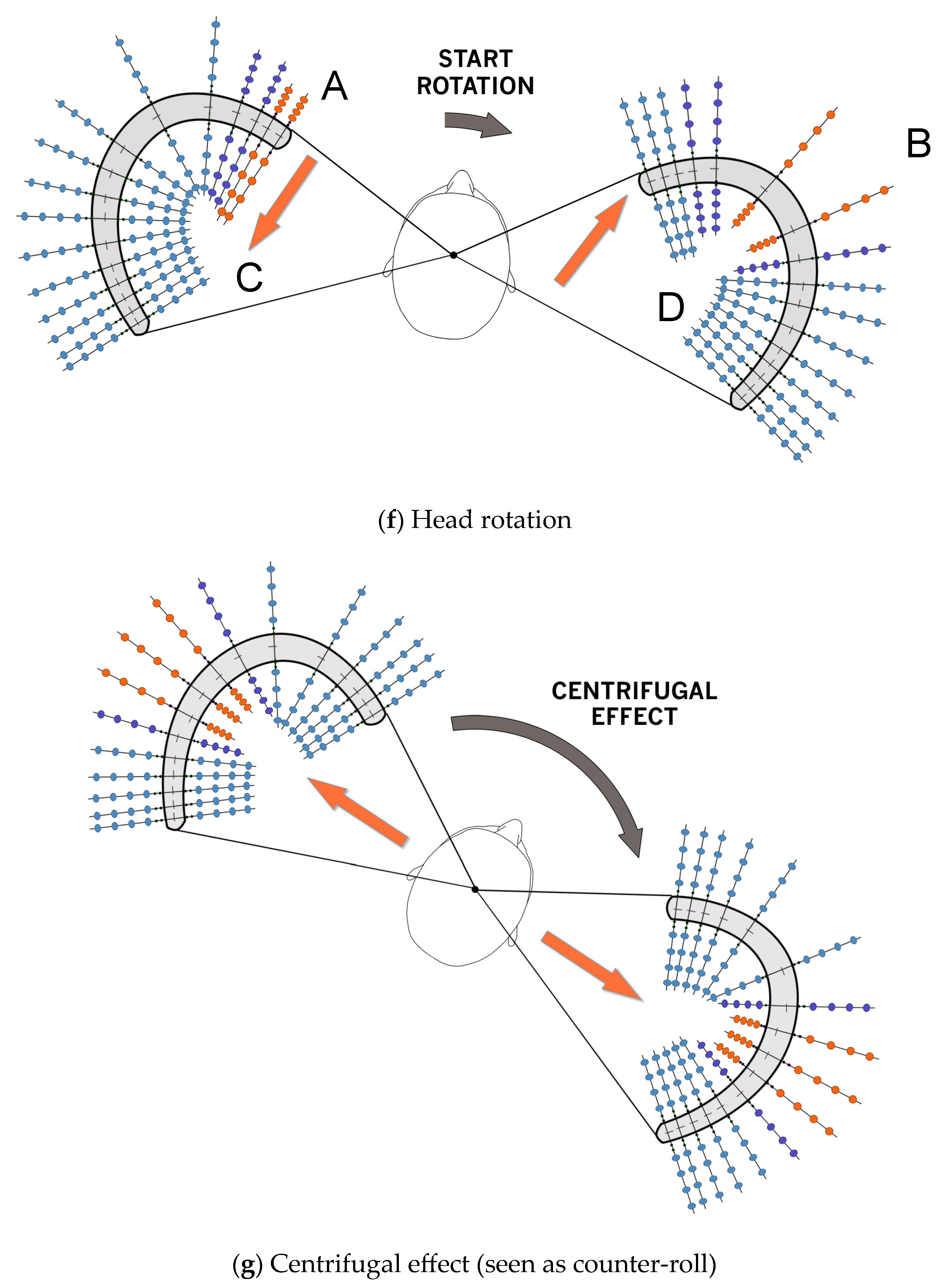 Audiolres 14 00044 g003c