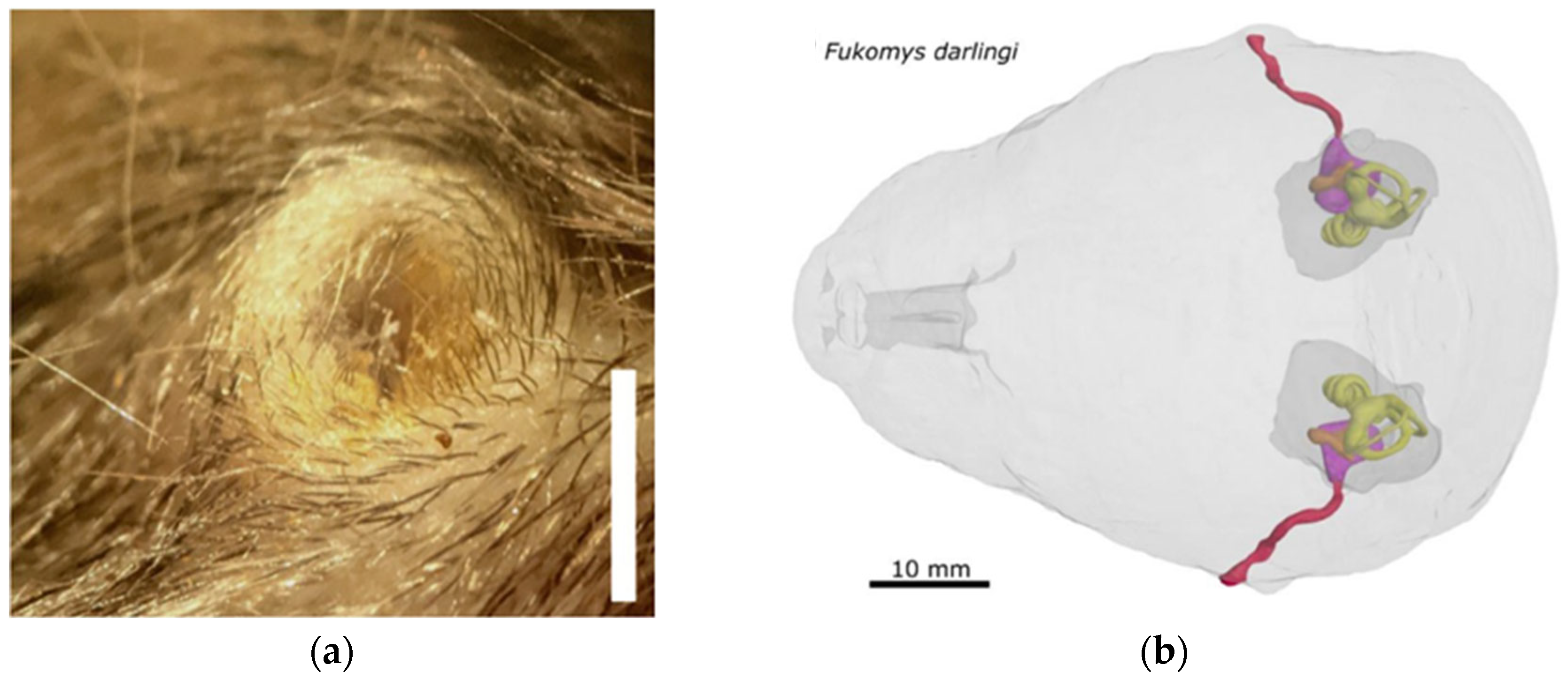 Audiolres 15 00064 g002 Audiolres 15 00064 g002