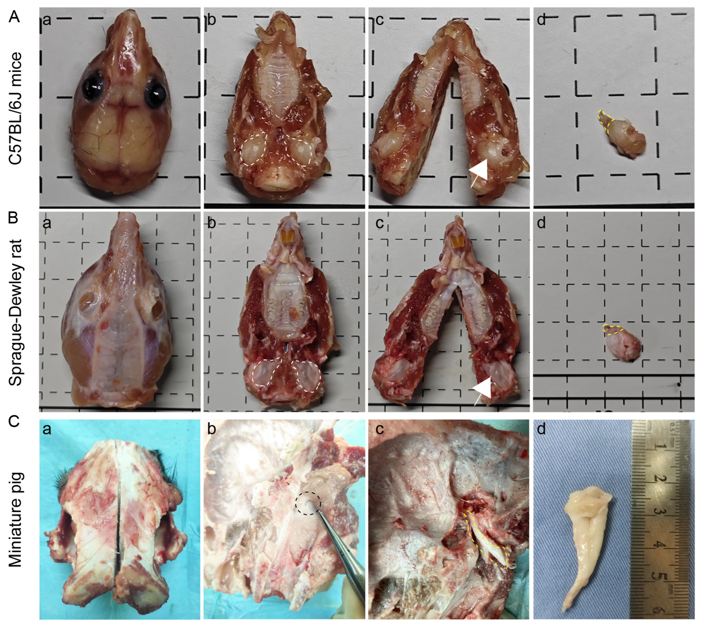 Audiolres 15 00141 g002 Audiolres 15 00141 g002