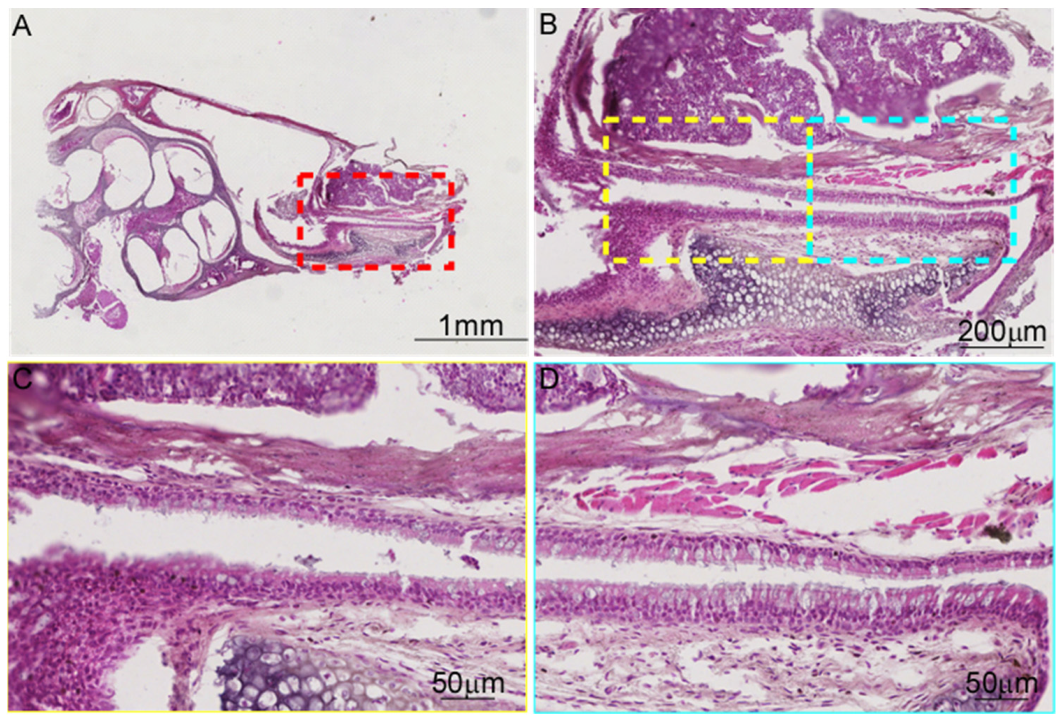 Audiolres 15 00141 g004 Audiolres 15 00141 g004