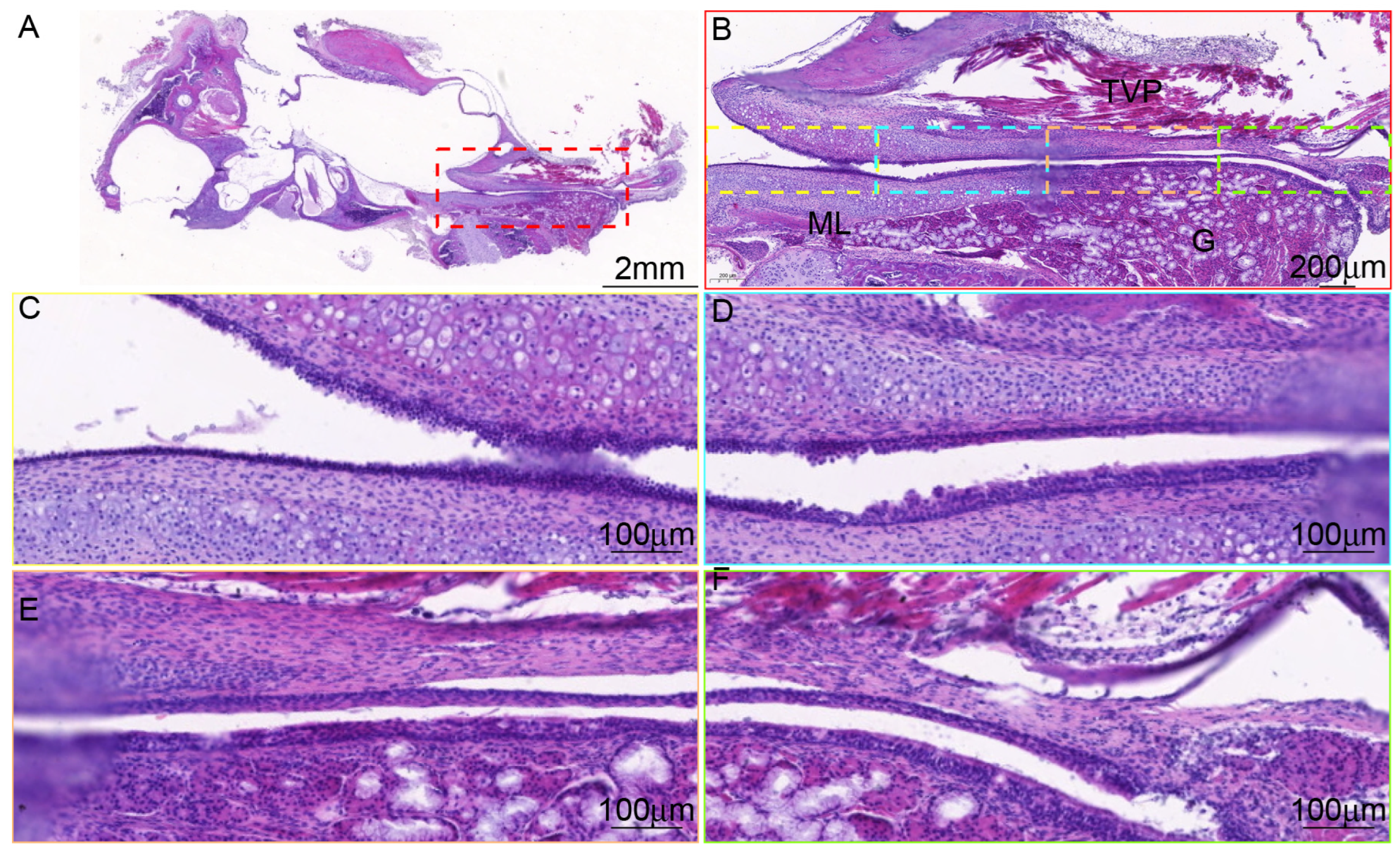 Audiolres 15 00141 g005 Audiolres 15 00141 g005