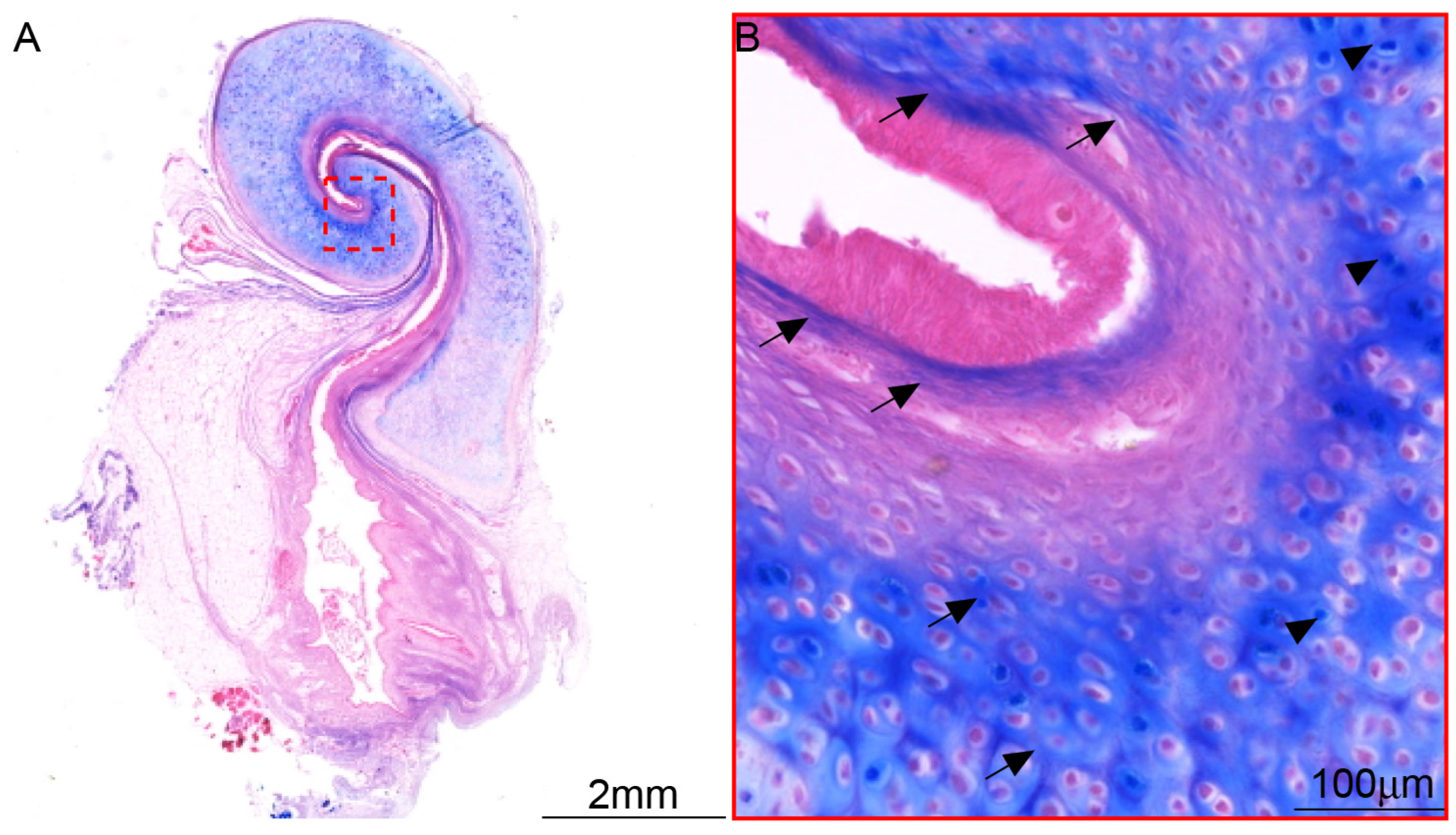 Audiolres 15 00141 g009 Audiolres 15 00141 g009