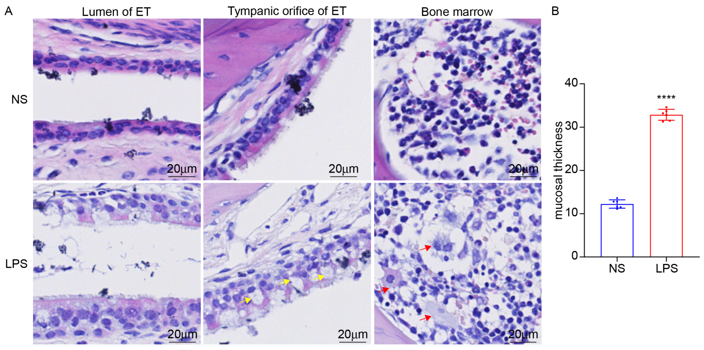 Audiolres 15 00141 g010 Audiolres 15 00141 g010