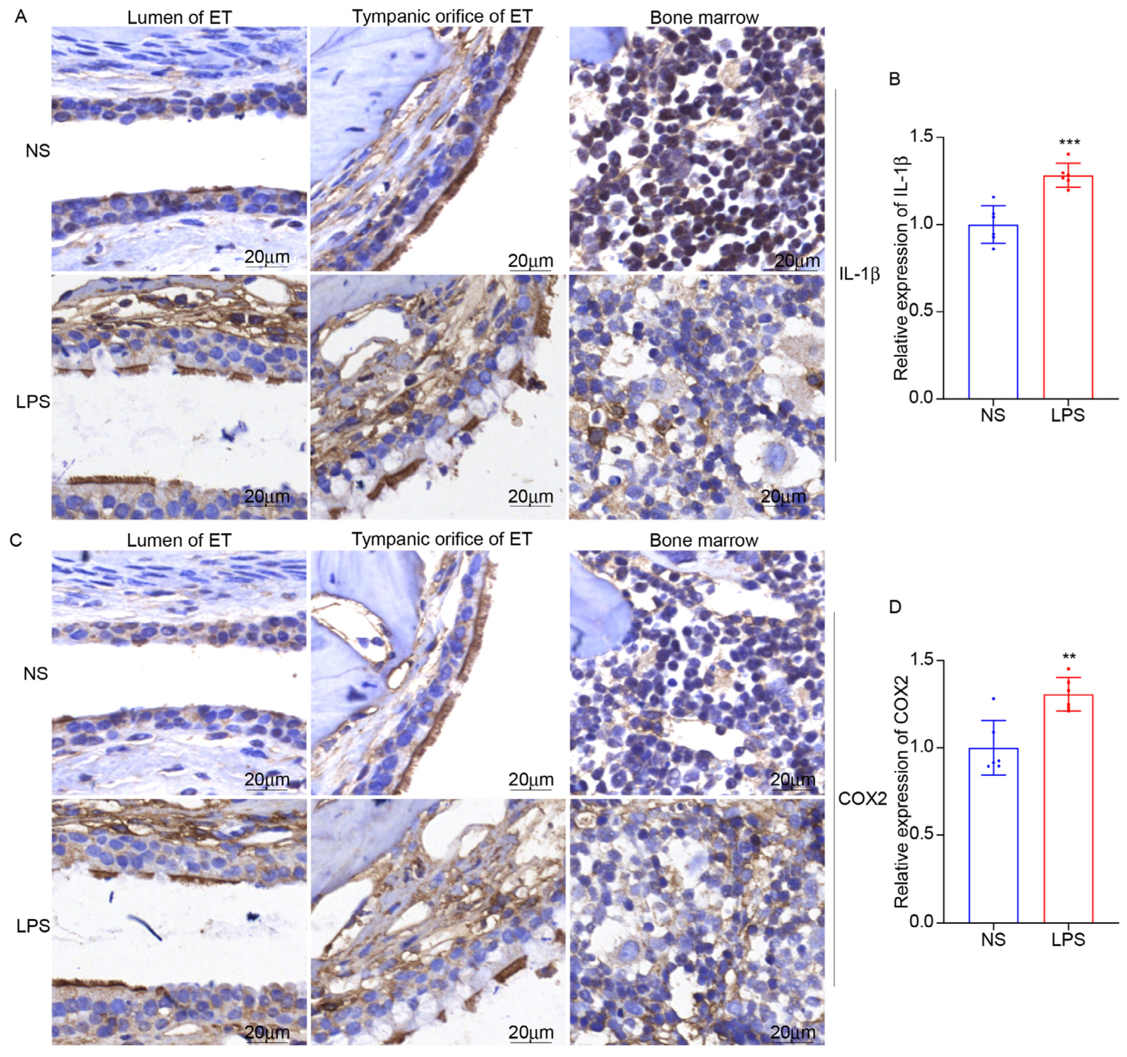 Audiolres 15 00141 g011 Audiolres 15 00141 g011