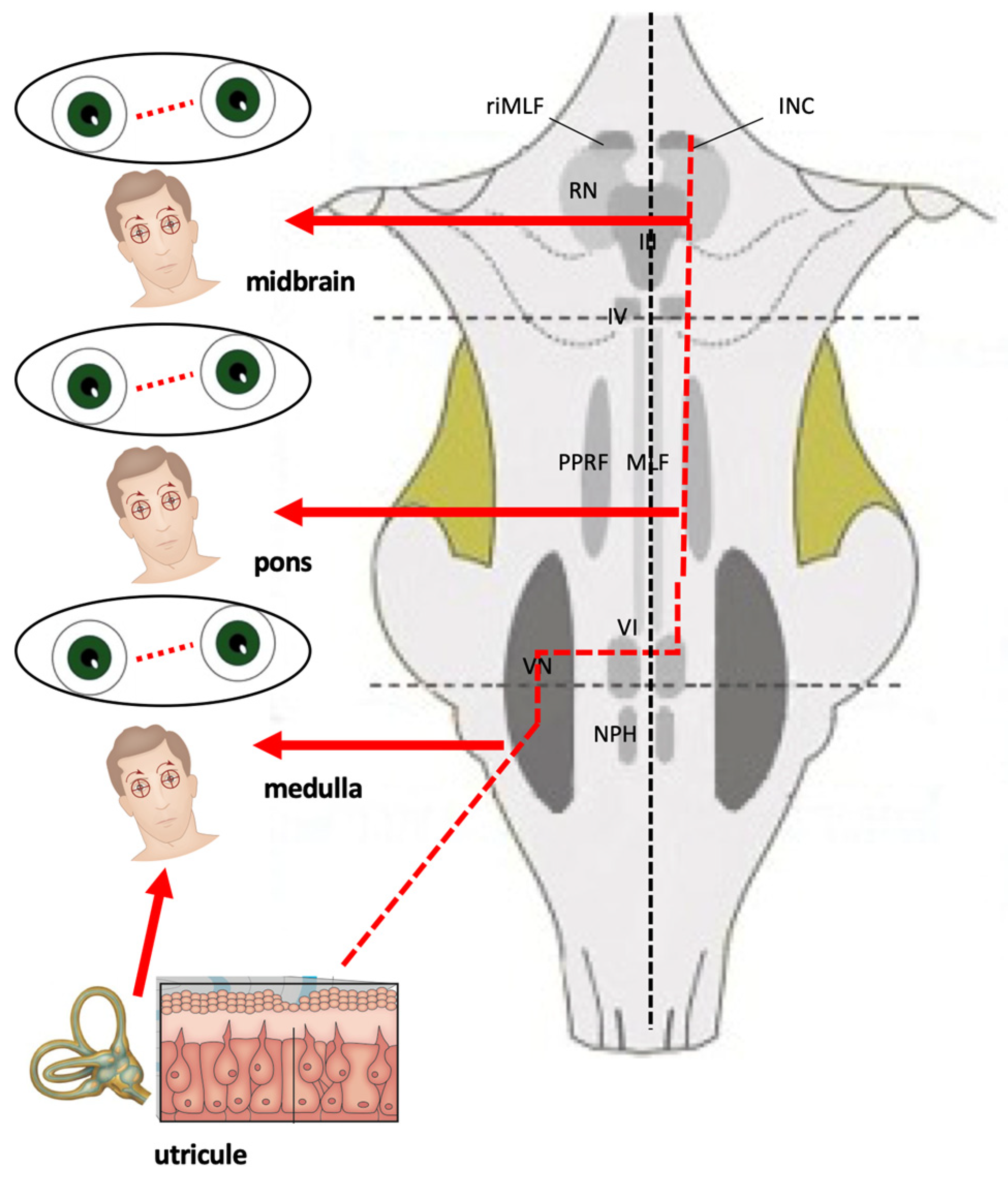Audiolres 15 00150 g005 Audiolres 15 00150 g005