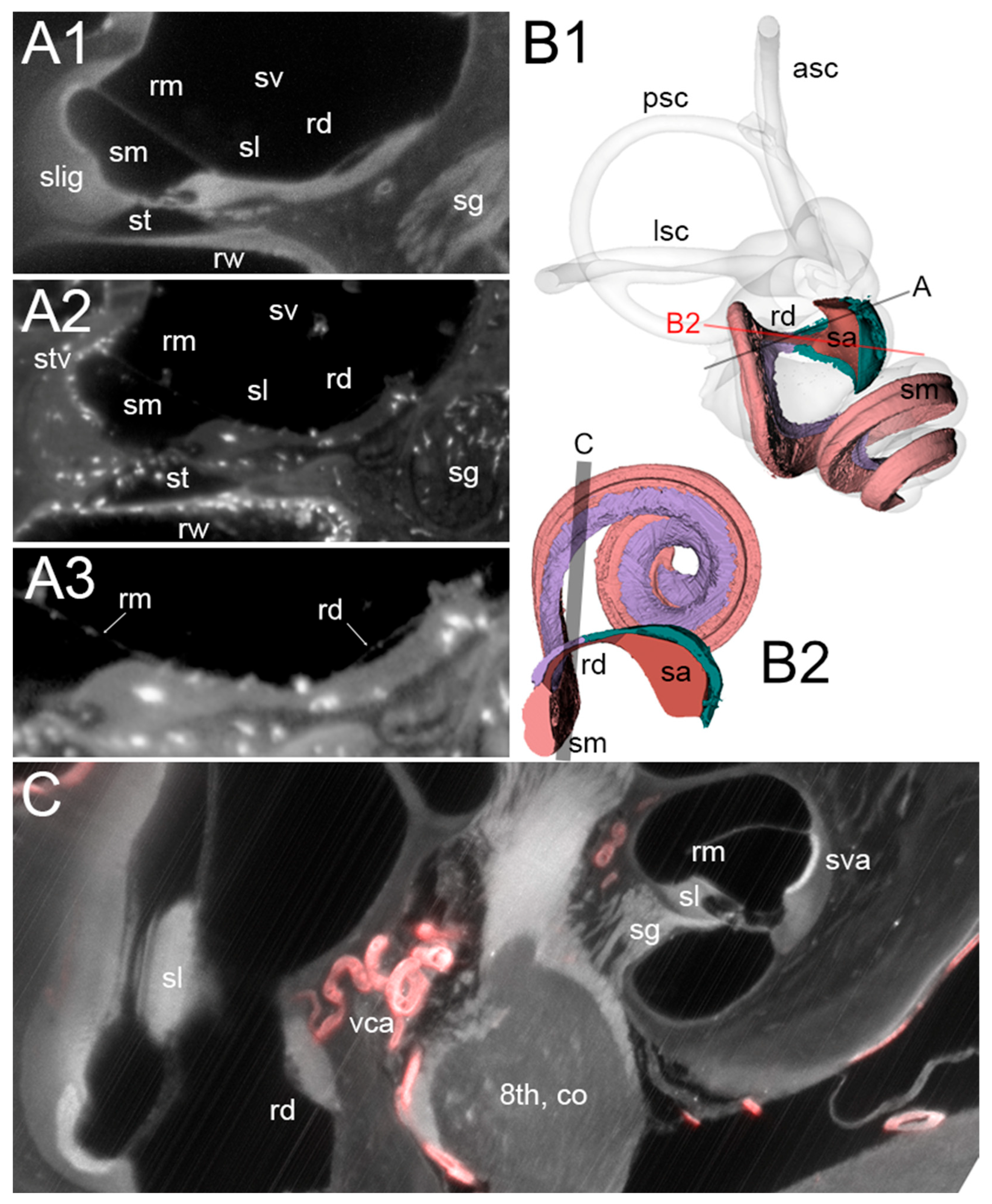 Audiolres 15 00160 g002