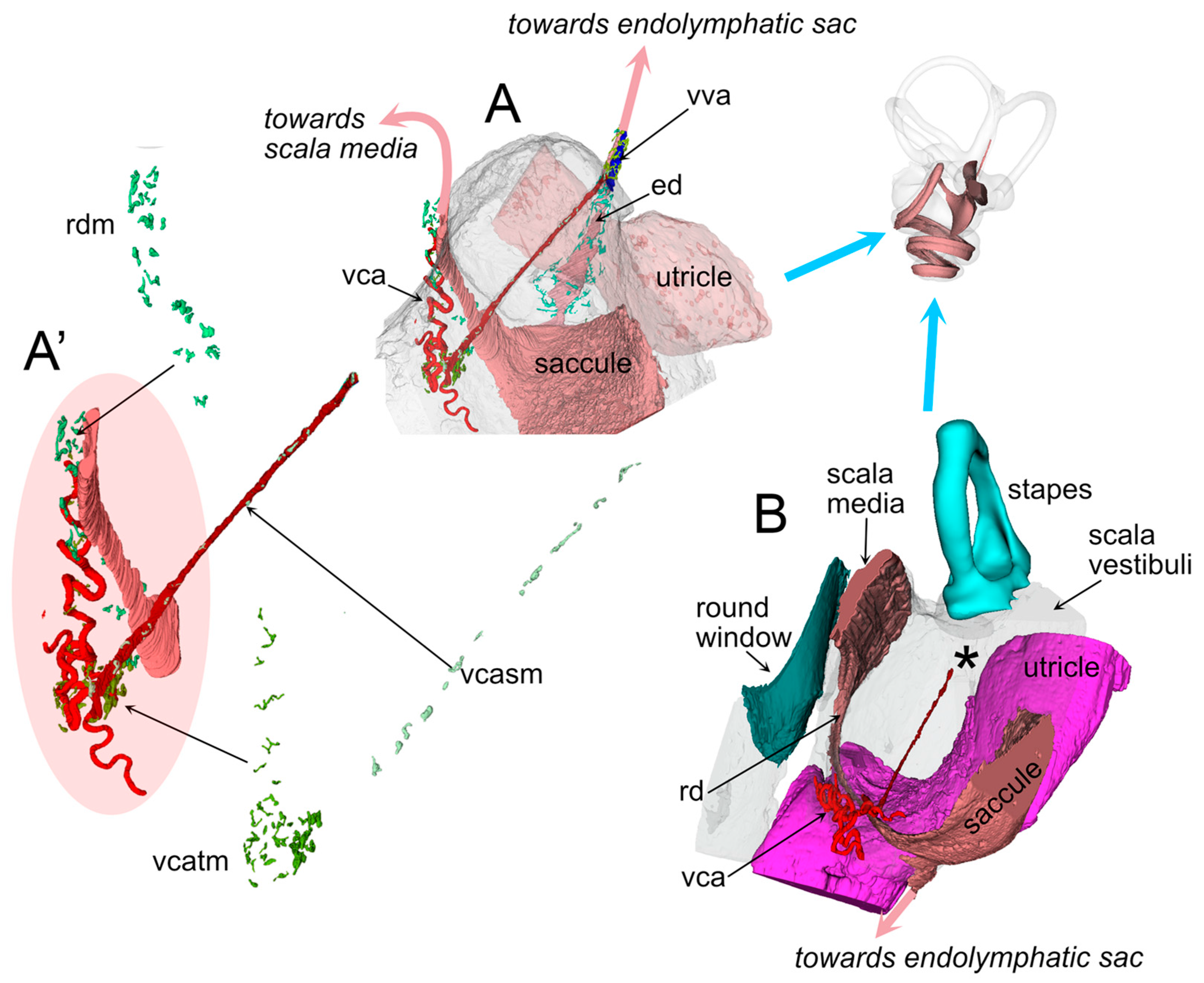 Audiolres 15 00160 g005