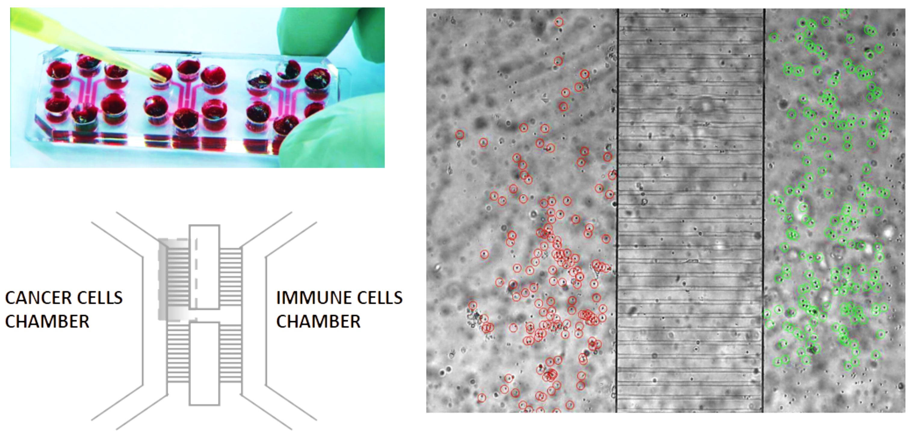 Axioms 10 00243 g001