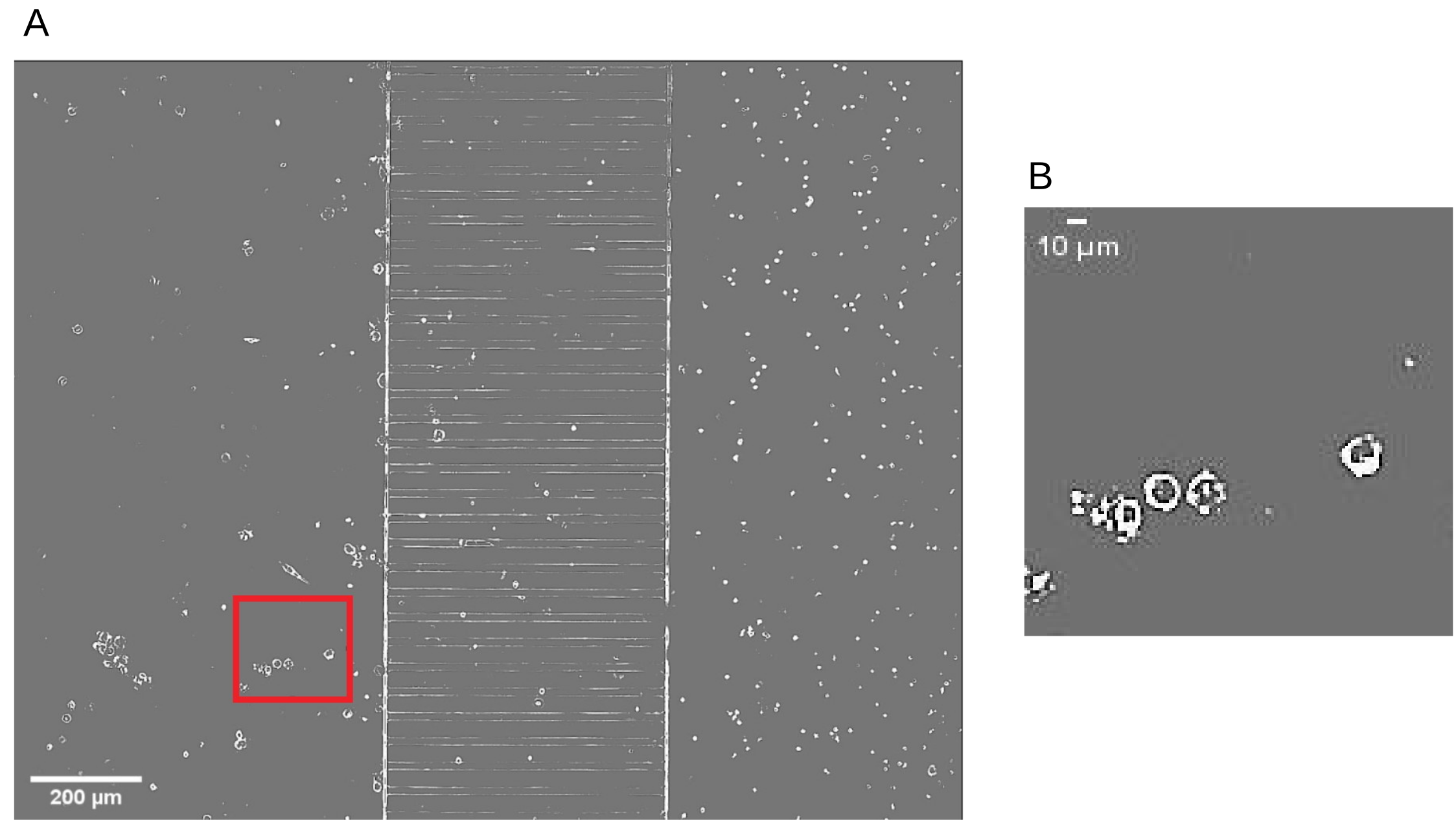 Axioms 10 00243 g002