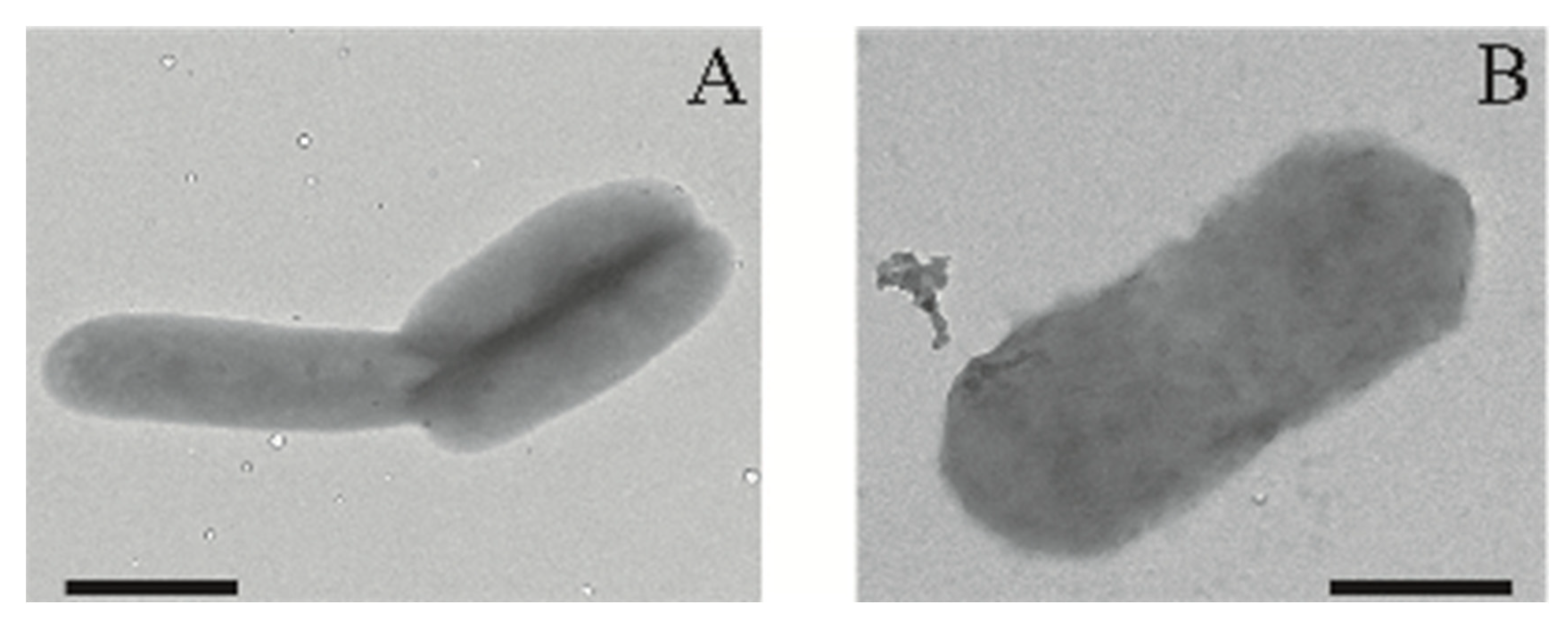 Bacteria 01 00004 g004