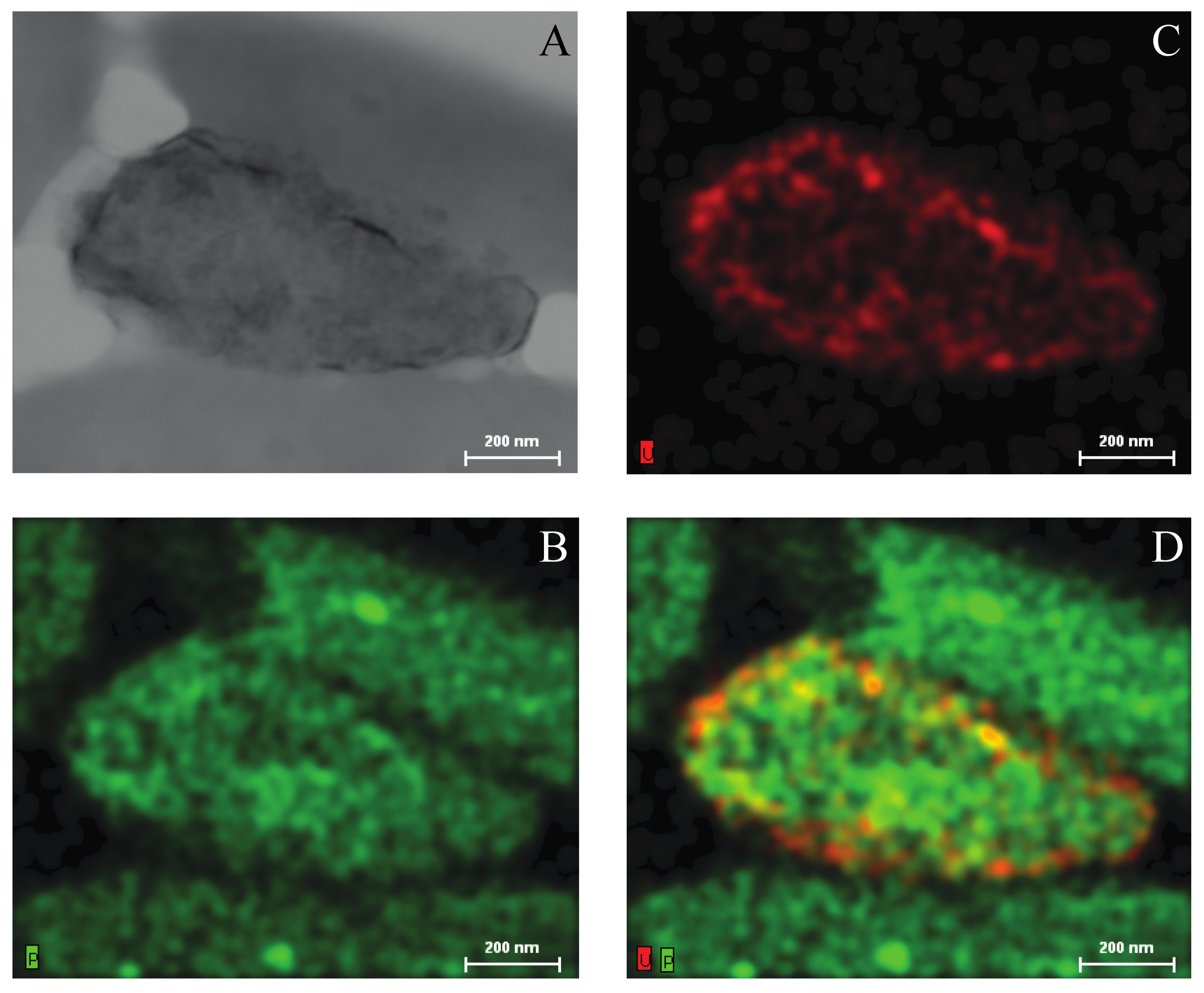 Bacteria 01 00004 g005