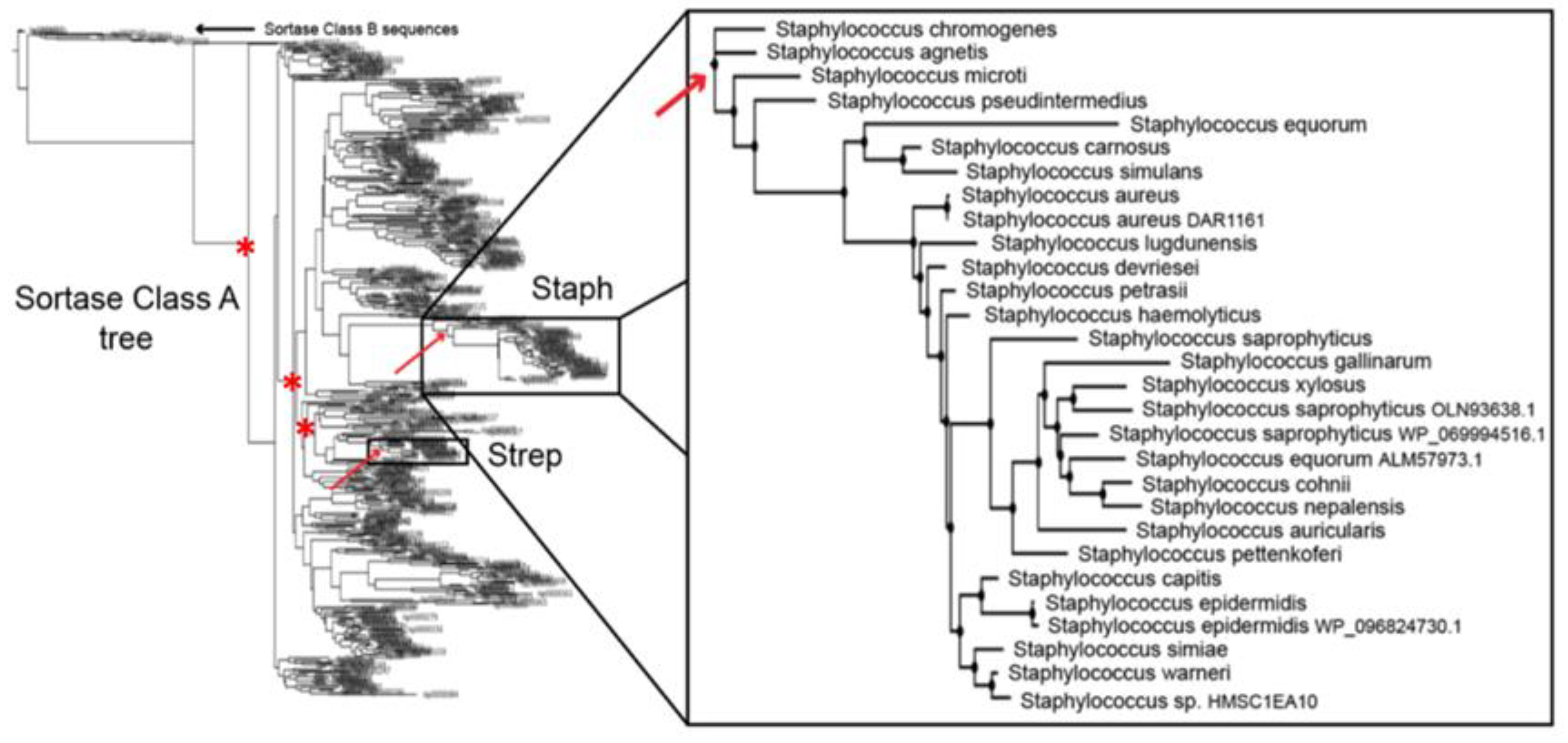 Bacteria 01 00011 g002