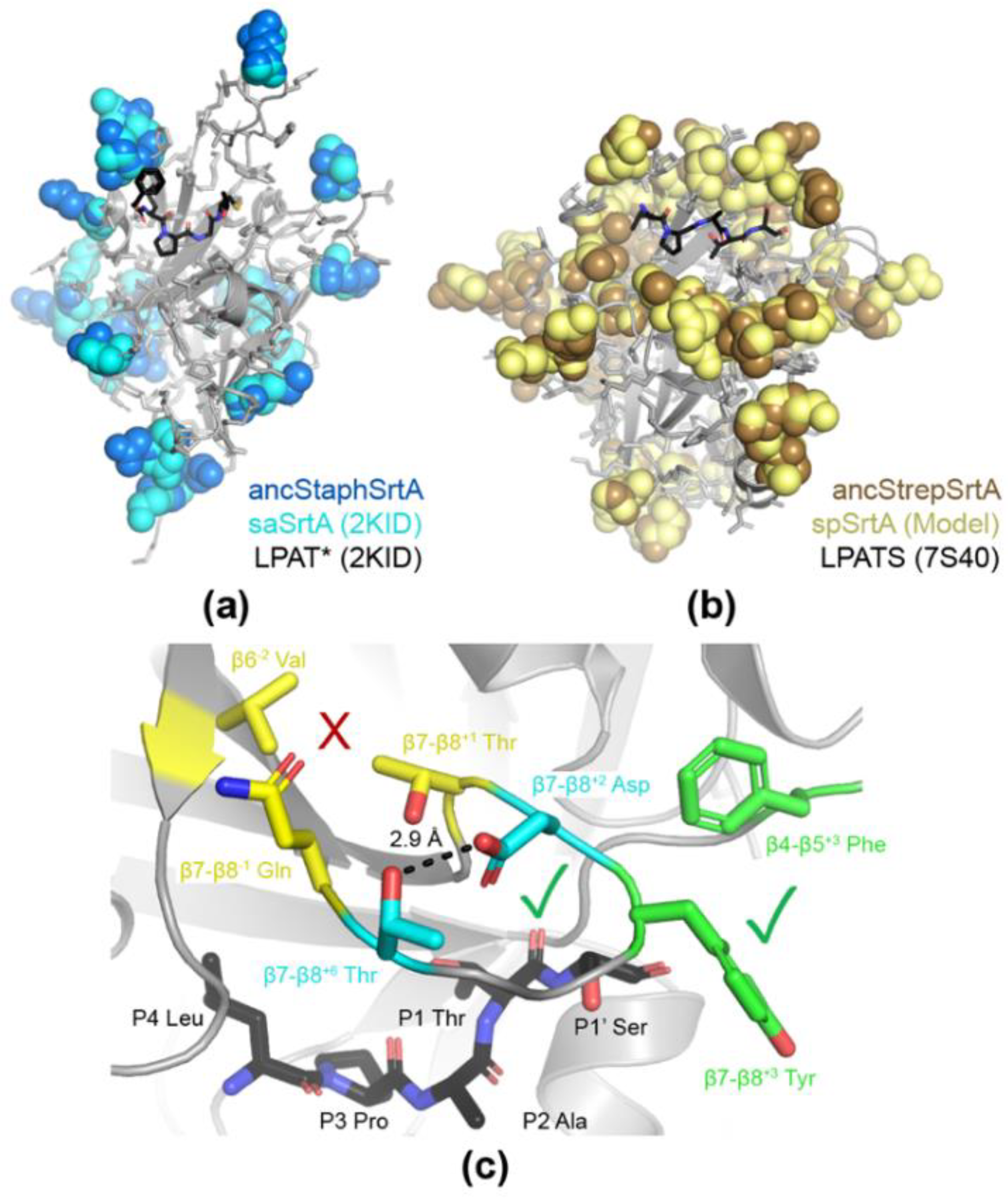 Bacteria 01 00011 g005