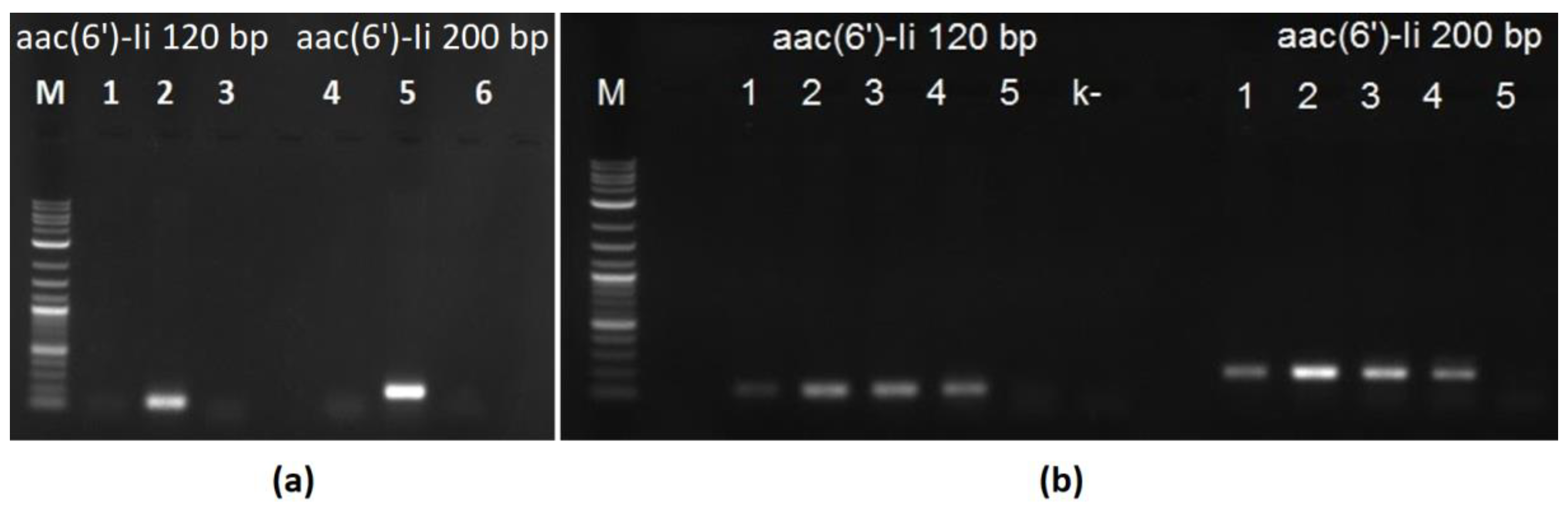Bacteria 01 00014 g001 550