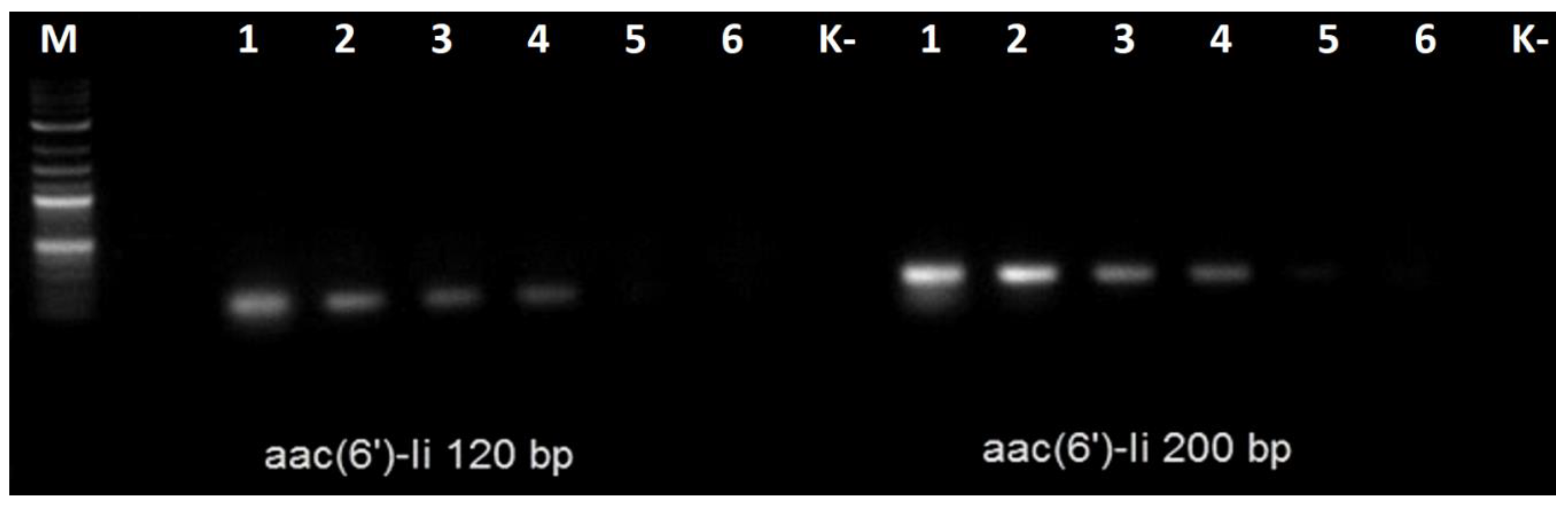 Bacteria 01 00014 g003 550