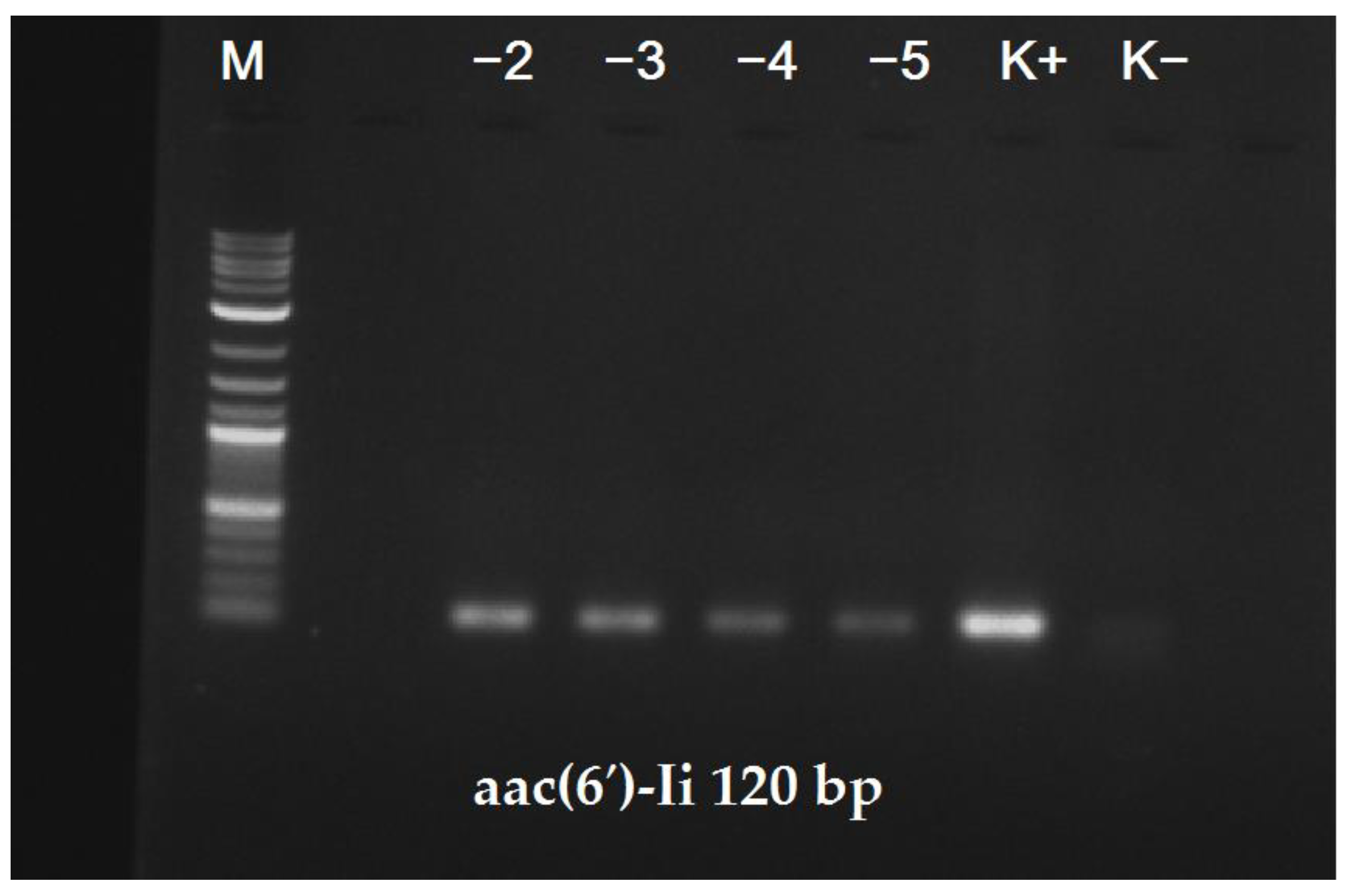 Design of SpeciesSpecific PCR Primers That Target the aac(6′)Ii Gene