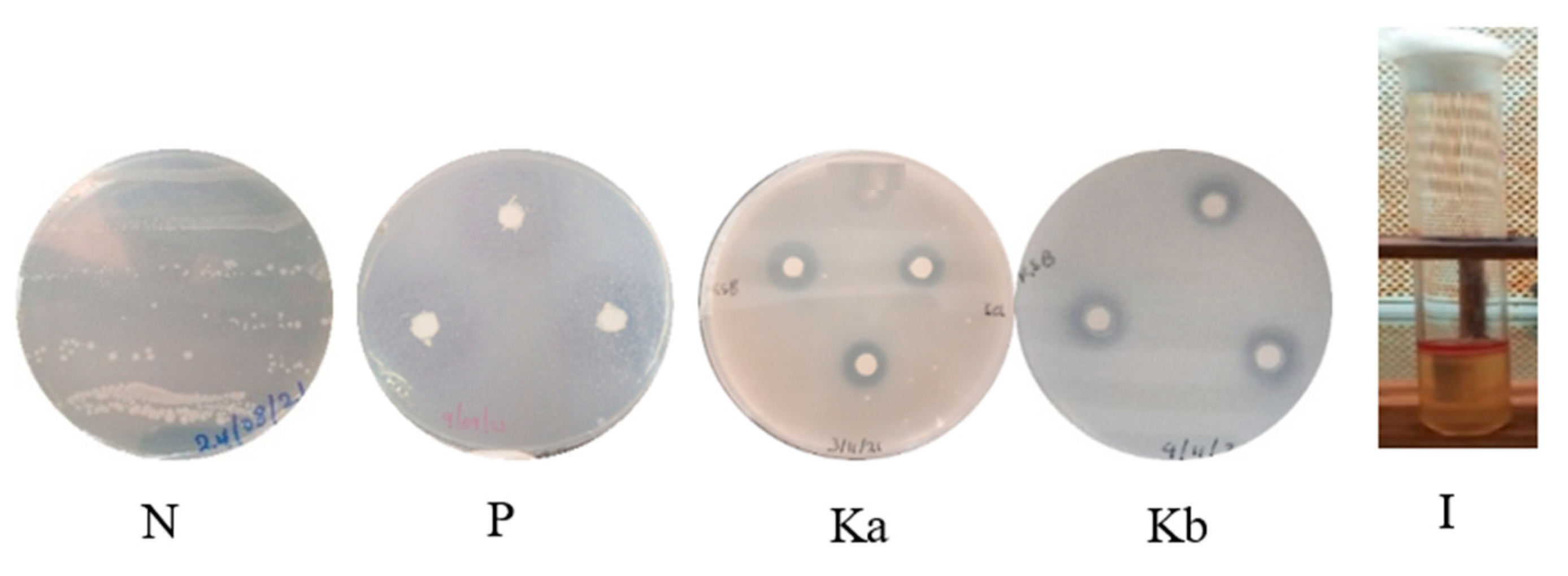 Bacteria 01 00015 g001 Bacteria 01 00015 g001