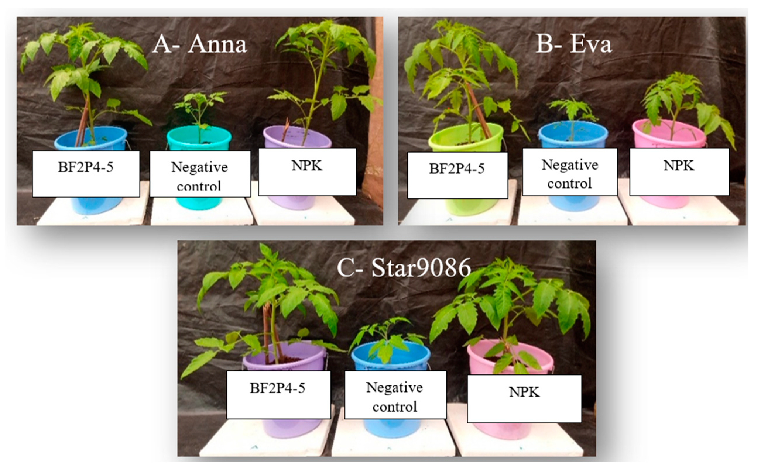 Bacteria 01 00015 g003 Bacteria 01 00015 g003