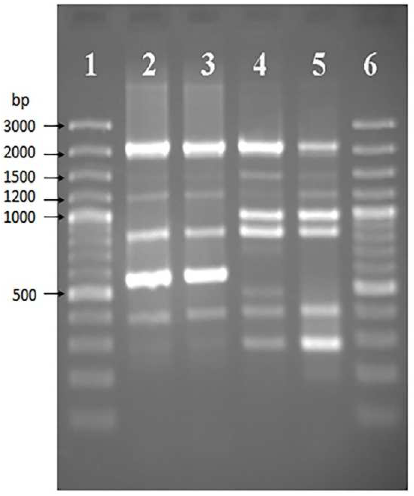 Bacteria 01 00018 g001
