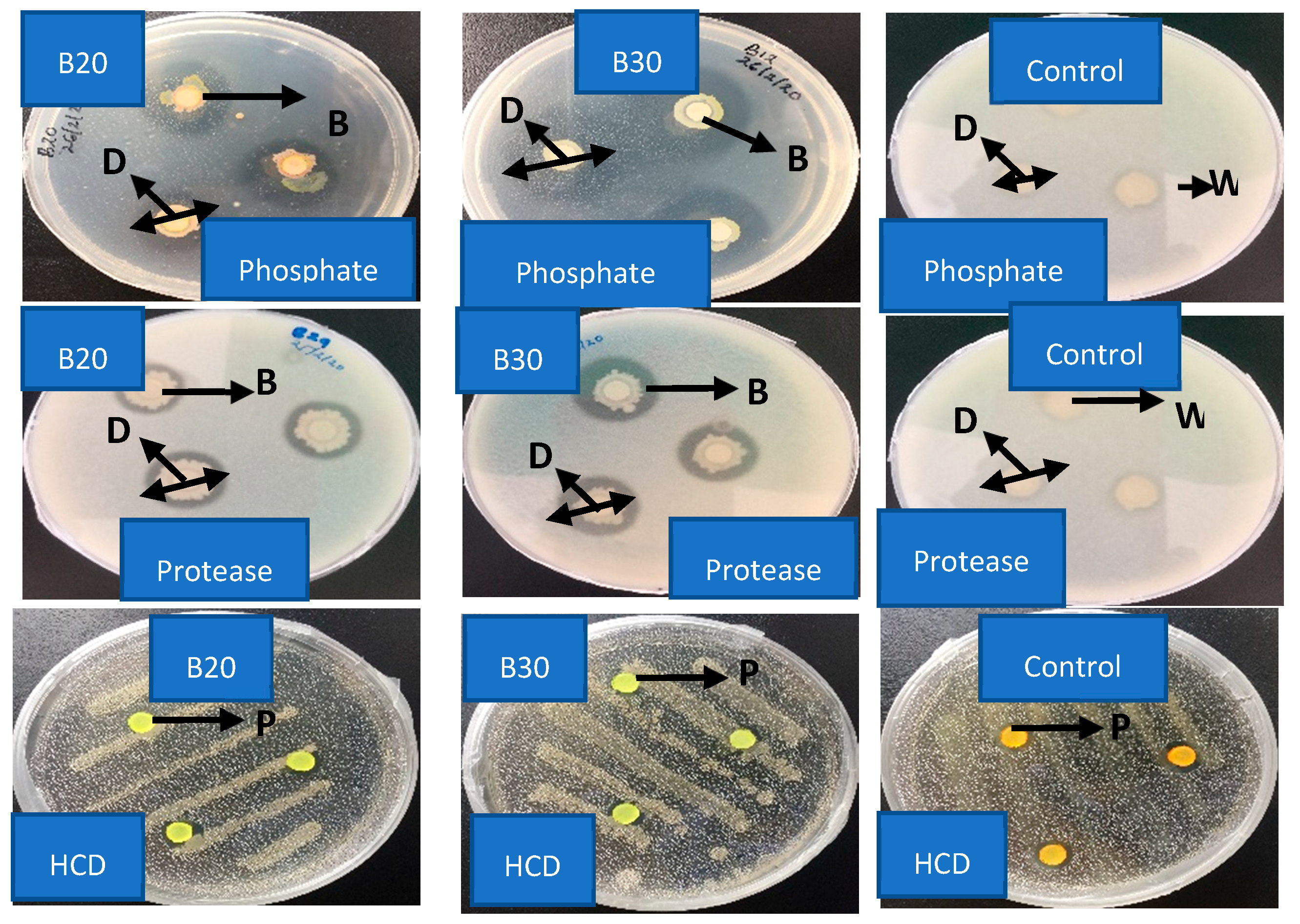 Bacteria 01 00021 g006