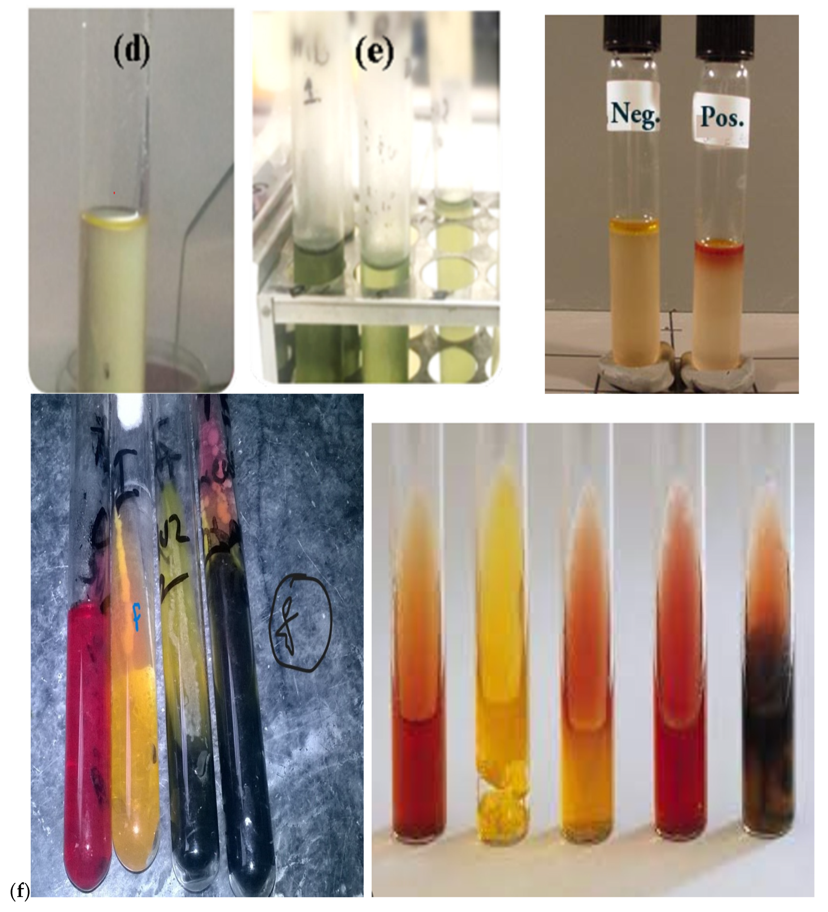 Bacteria 02 00012 g011b
