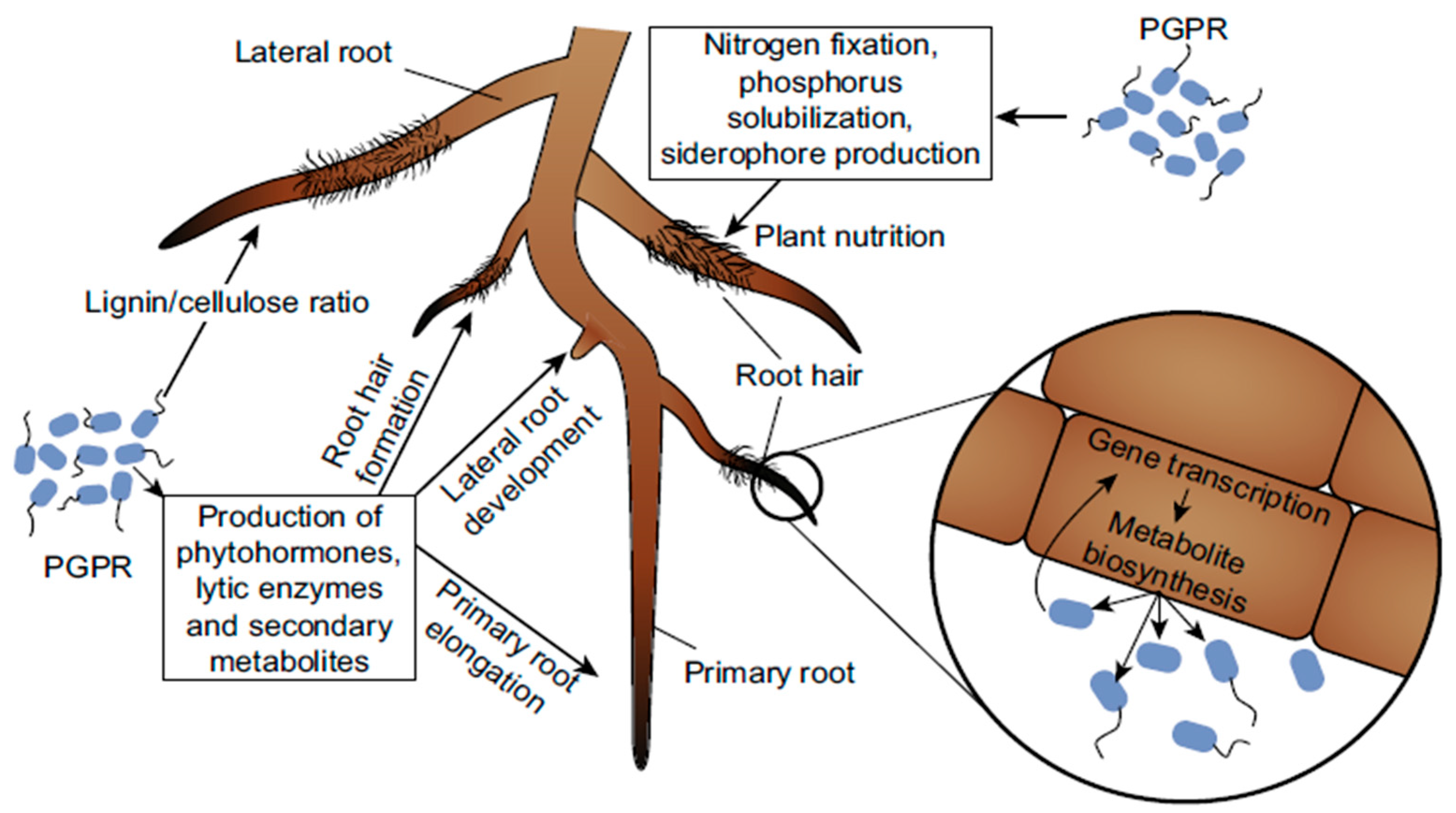 Bacteria 03 00005 g001 Bacteria 03 00005 g001