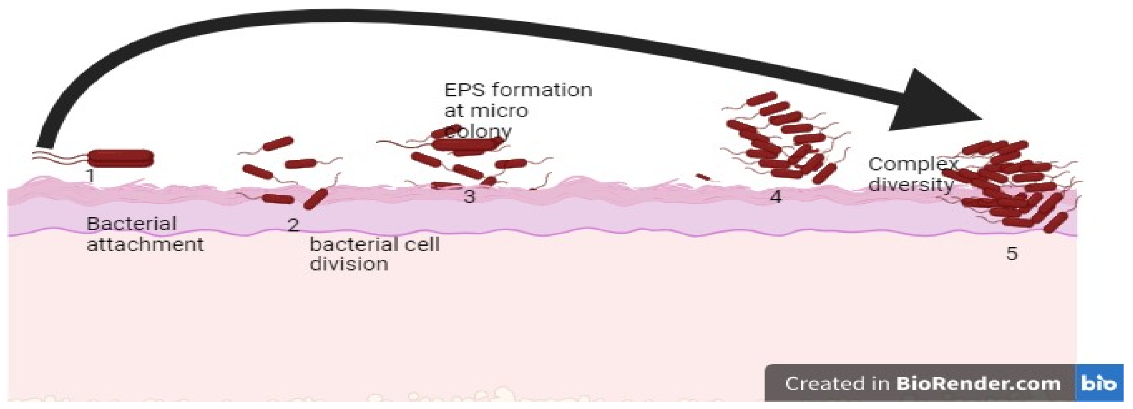 Bacteria 03 00008 g002