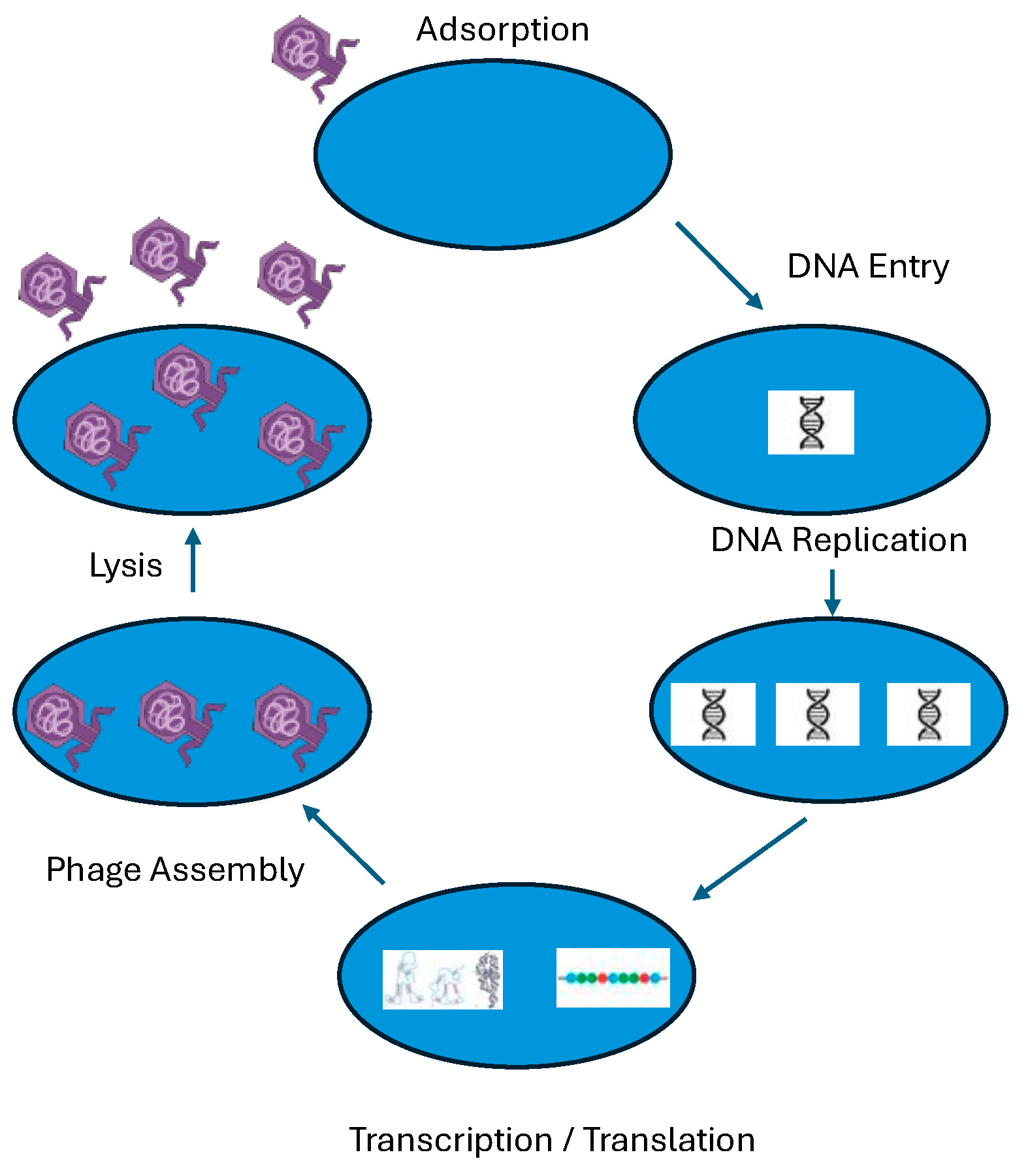 Bacteria 03 00012 g003