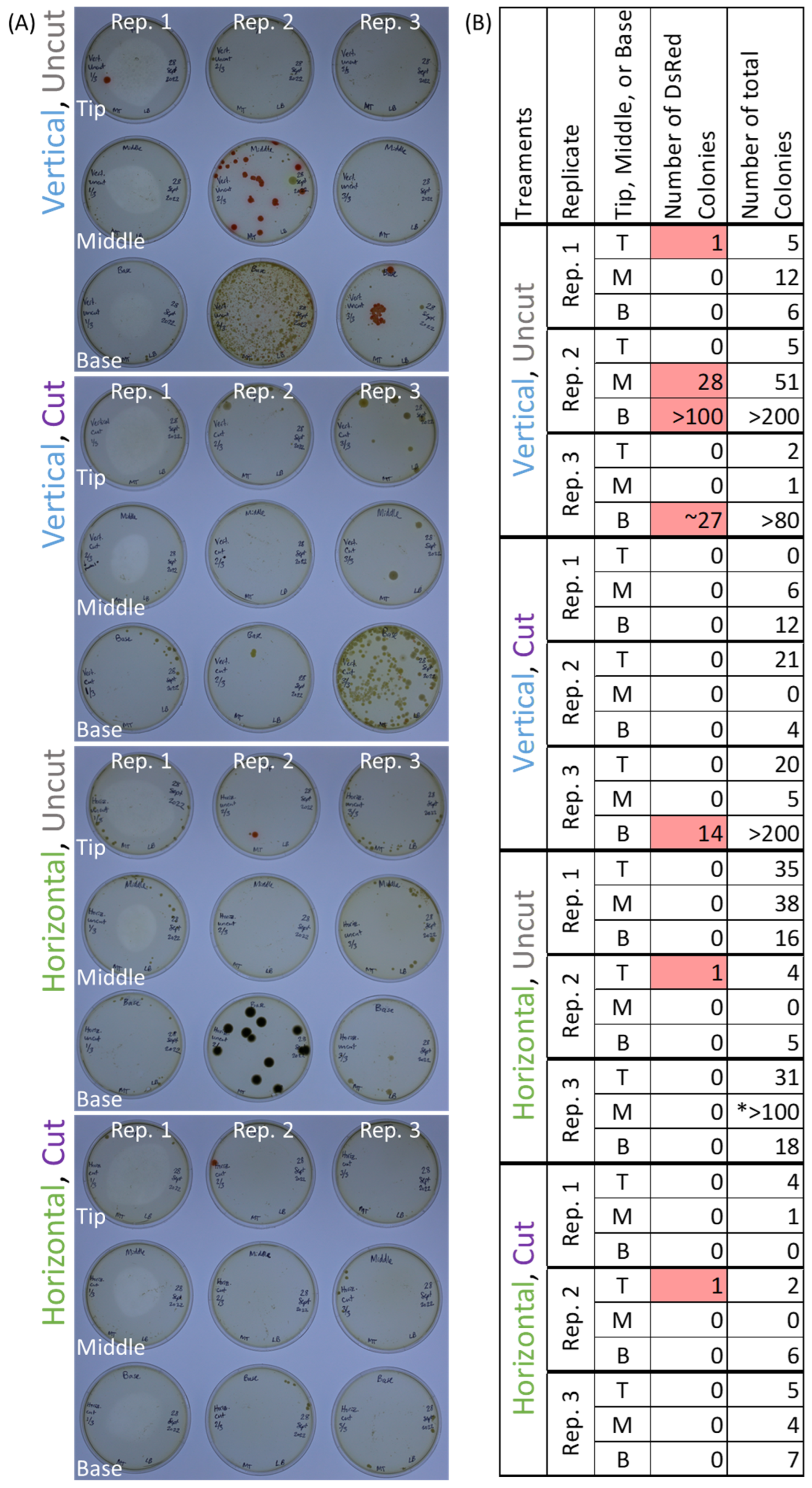 Bacteria 03 00019 g002