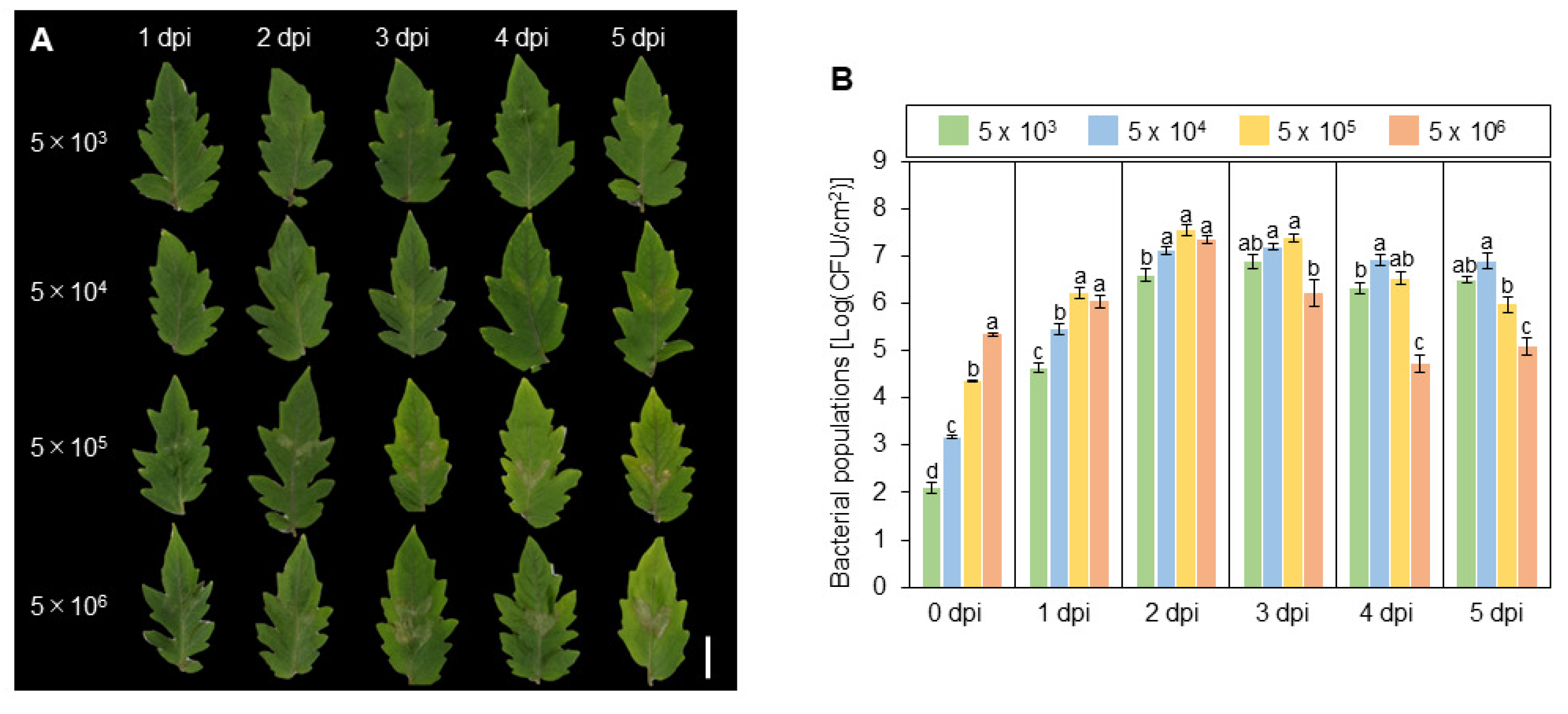 Bacteria 03 00026 g003 Bacteria 03 00026 g003