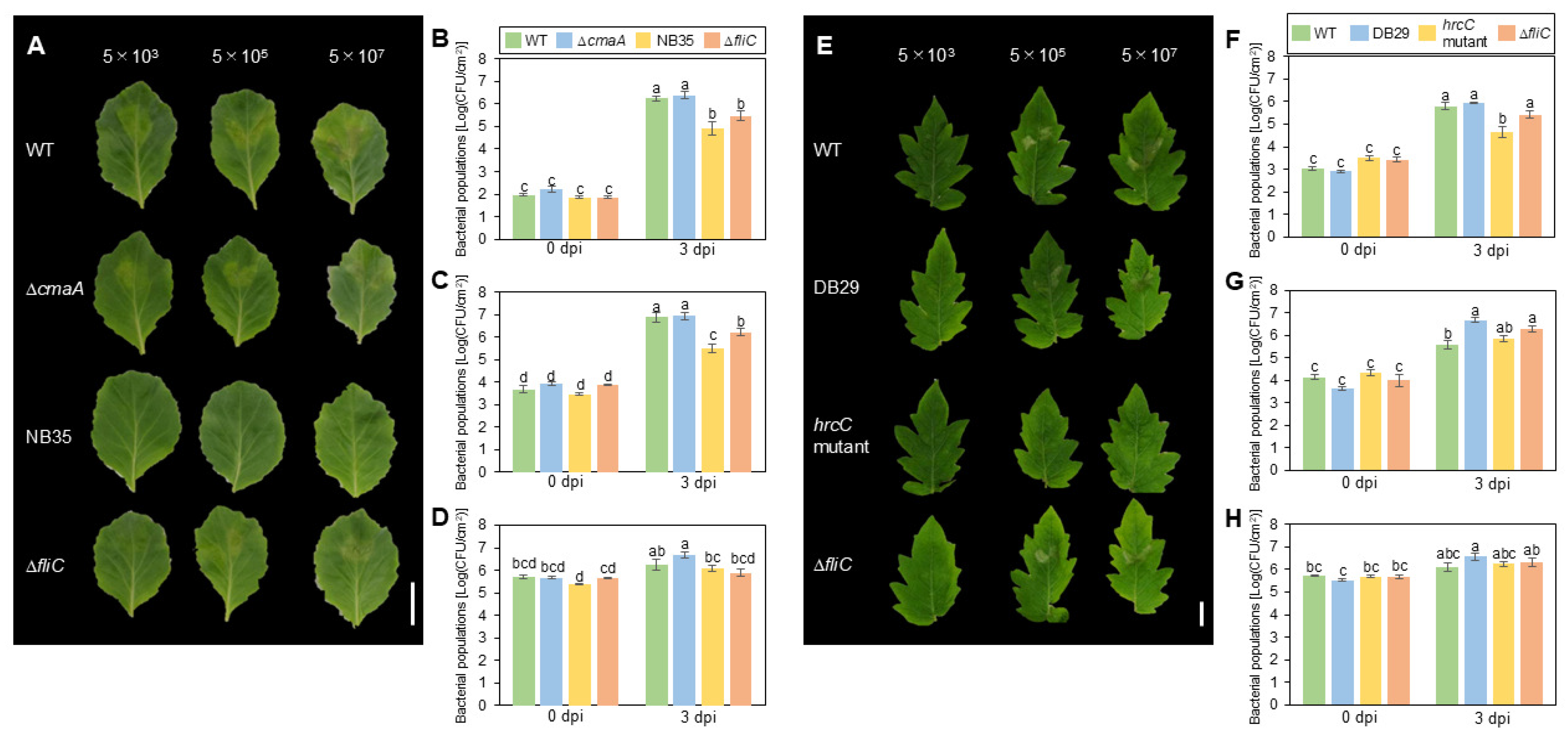 Bacteria 03 00026 g005 Bacteria 03 00026 g005