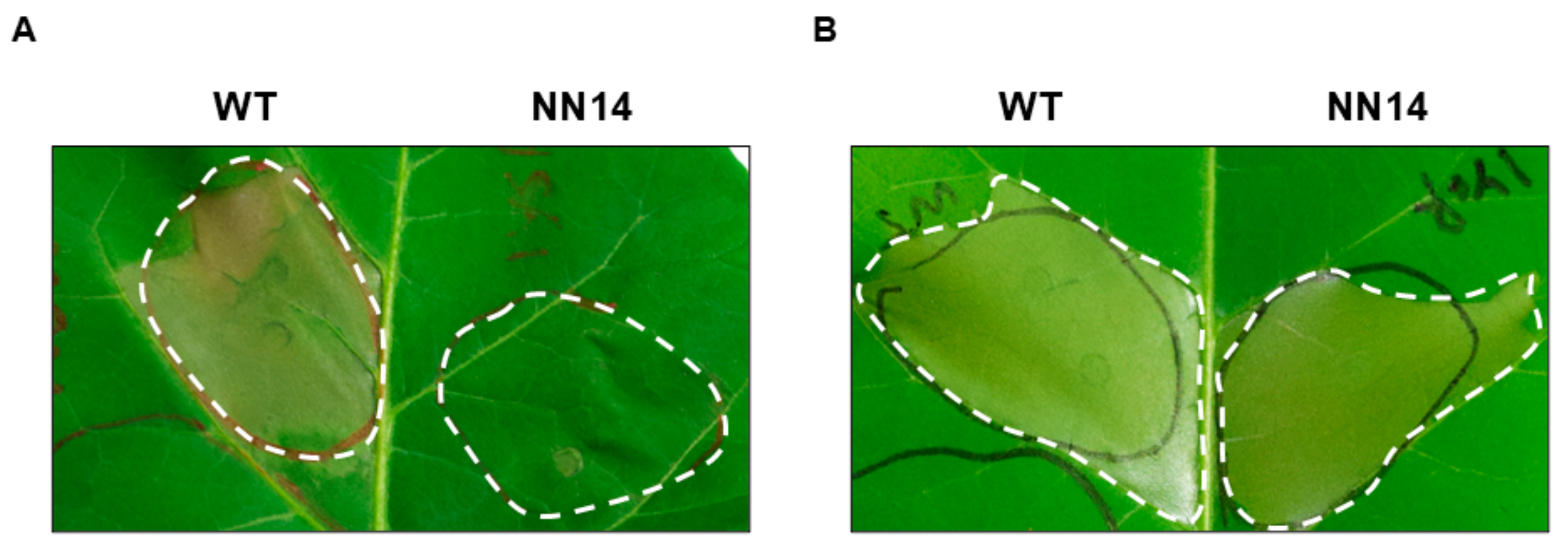 Bacteria 03 00033 g004