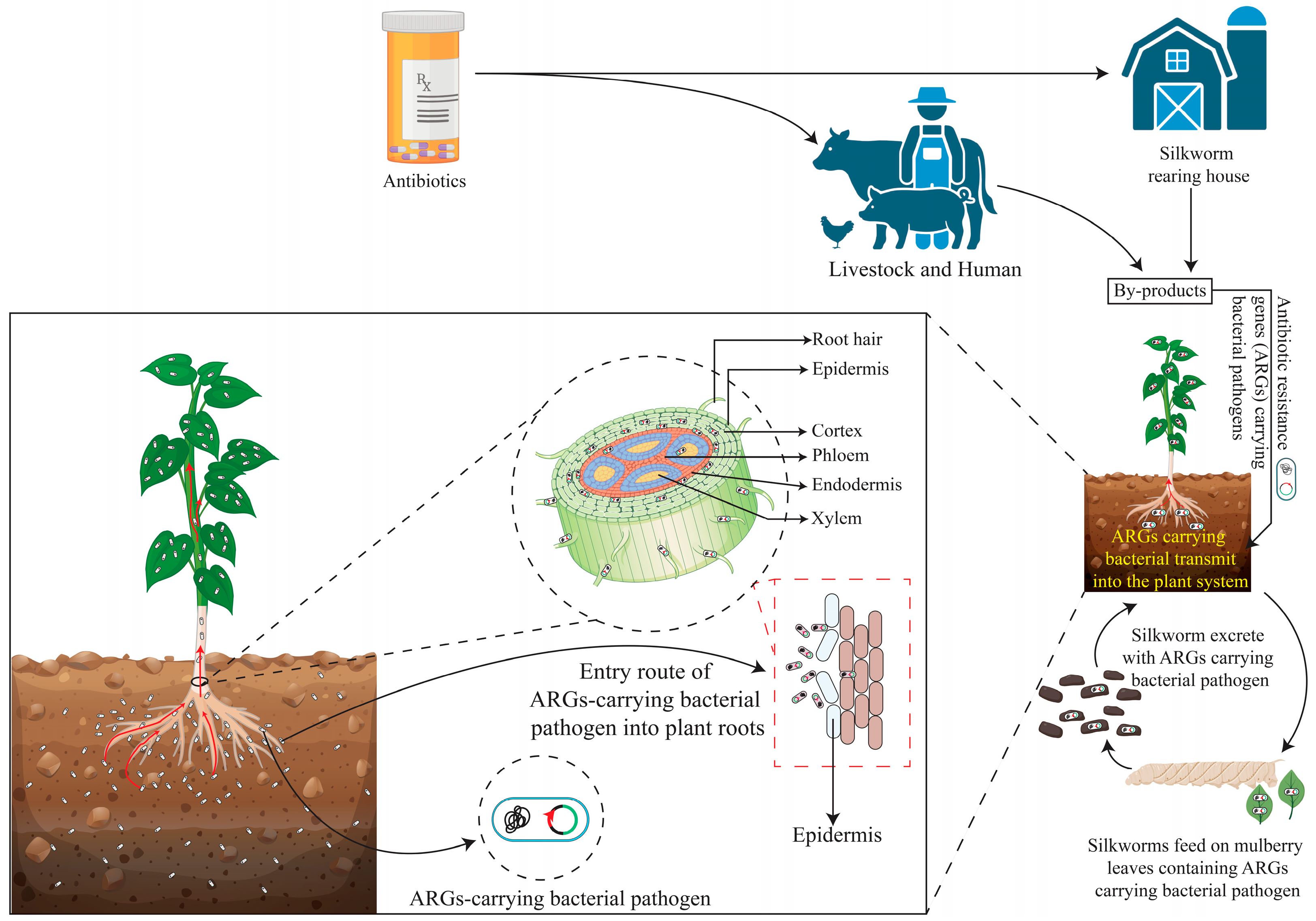 Bacteria 04 00002 g002