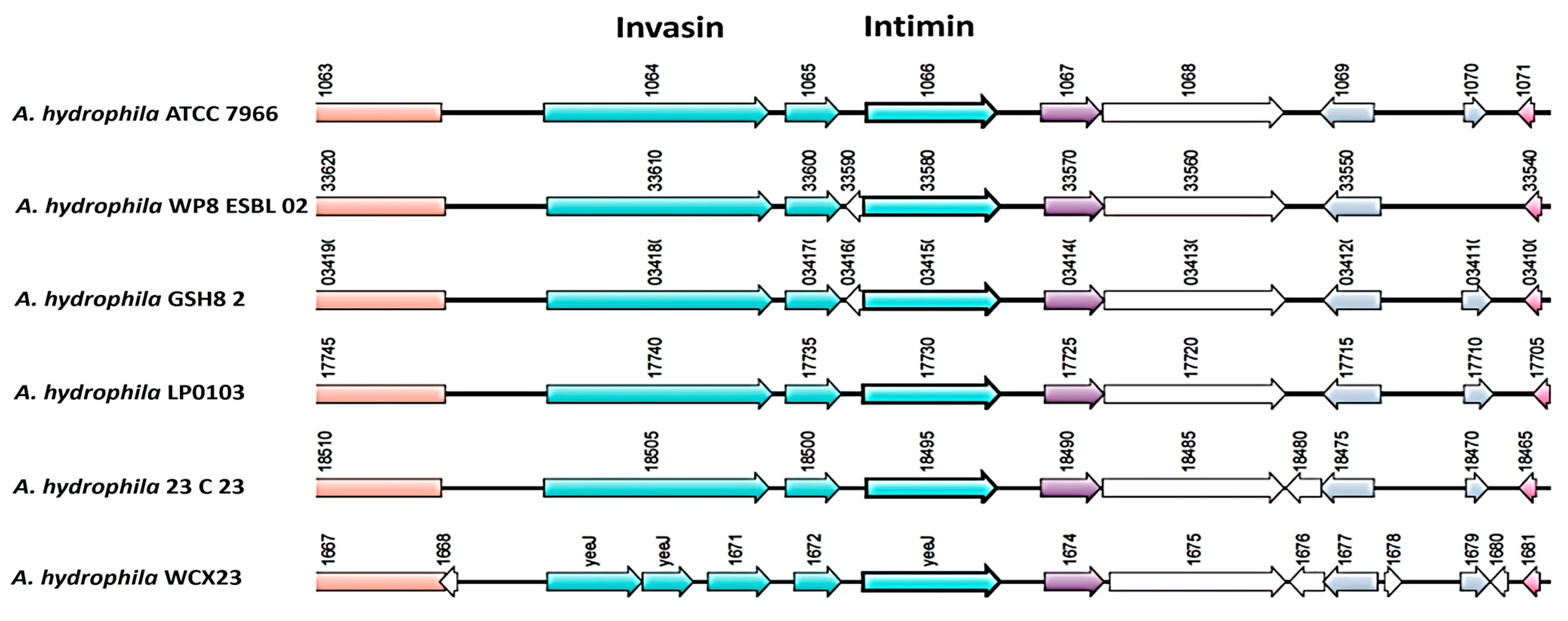 Bacteria 04 00007 g001 Bacteria 04 00007 g001