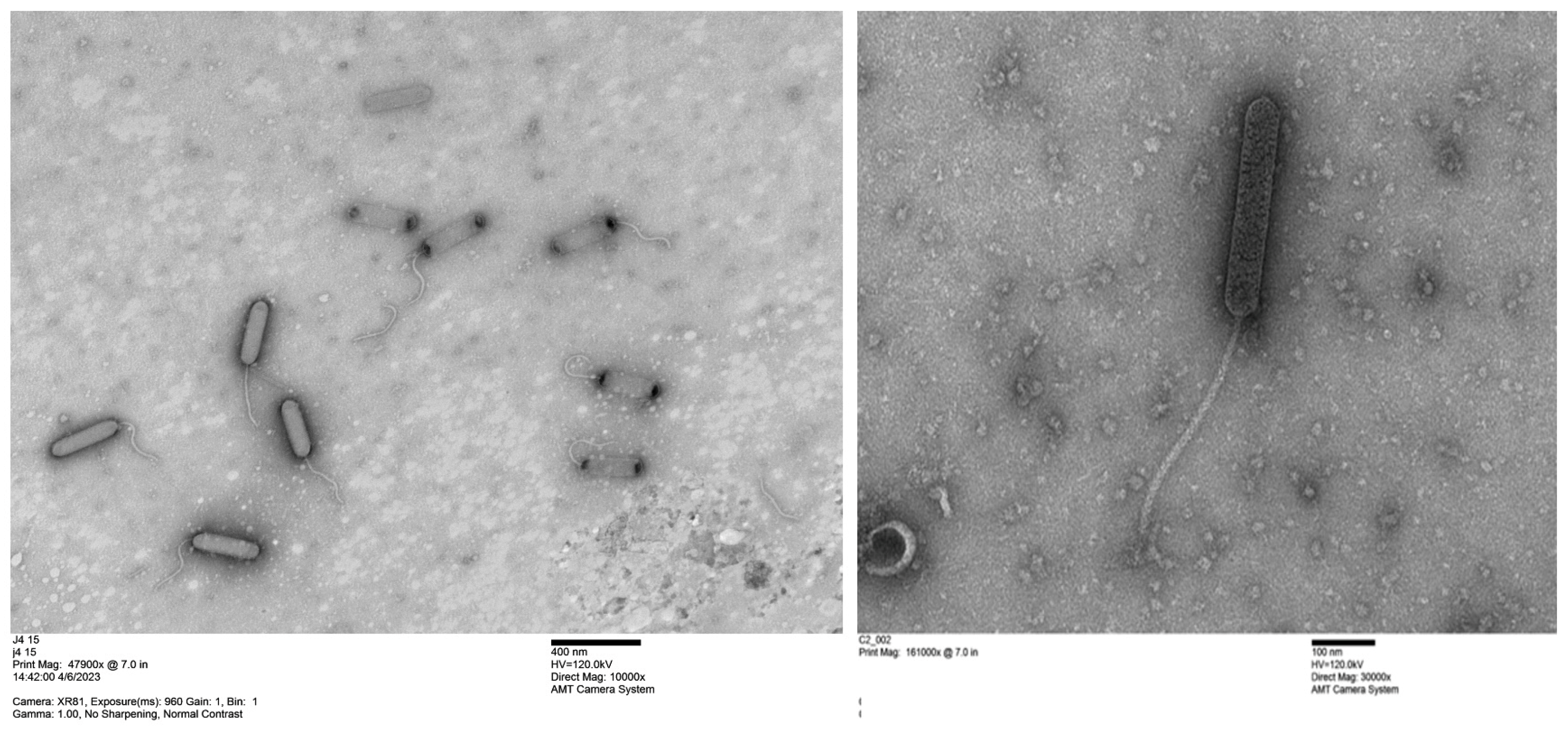 Bacteria 04 00008 g001