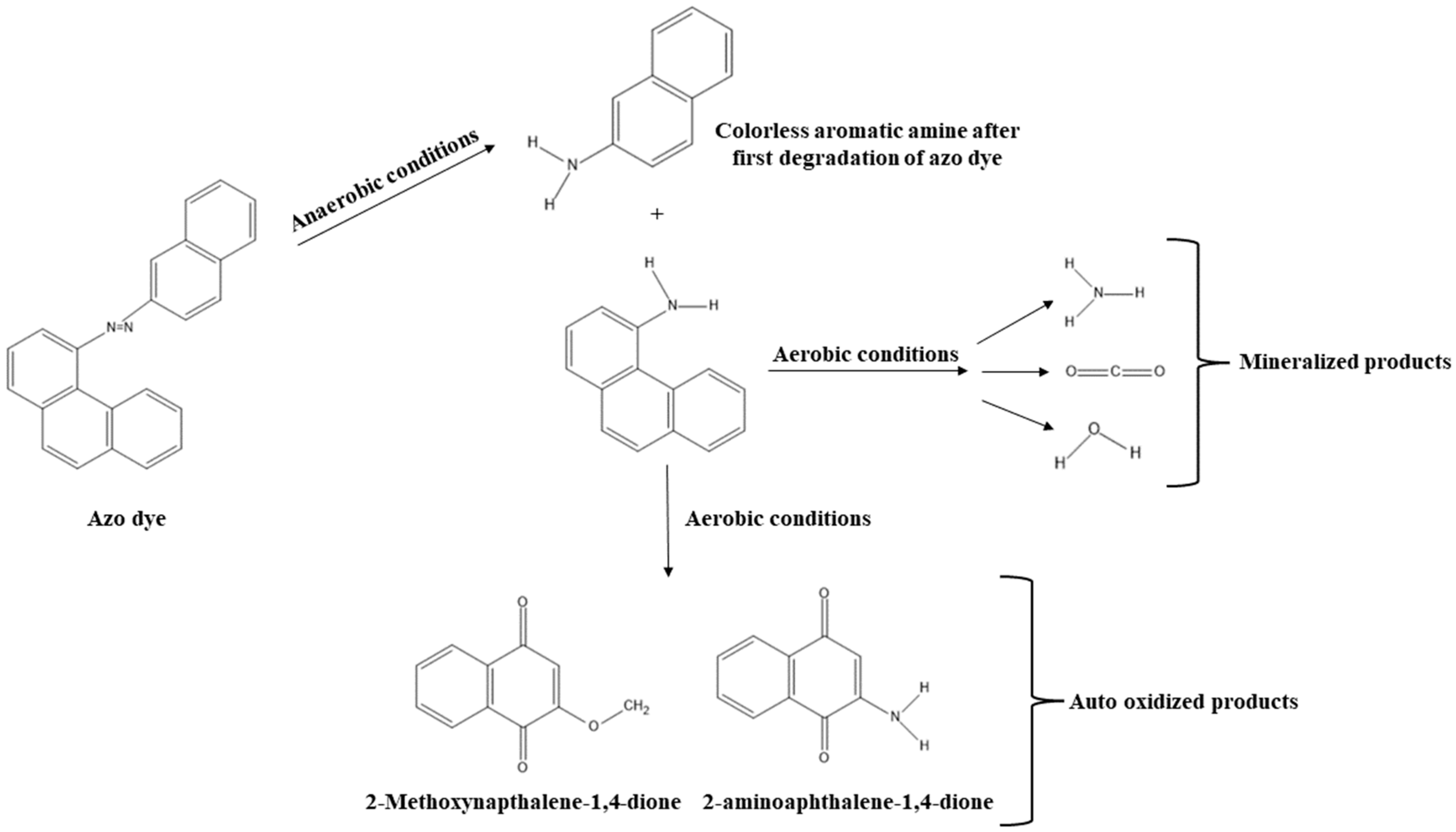 Bacteria 04 00015 g001