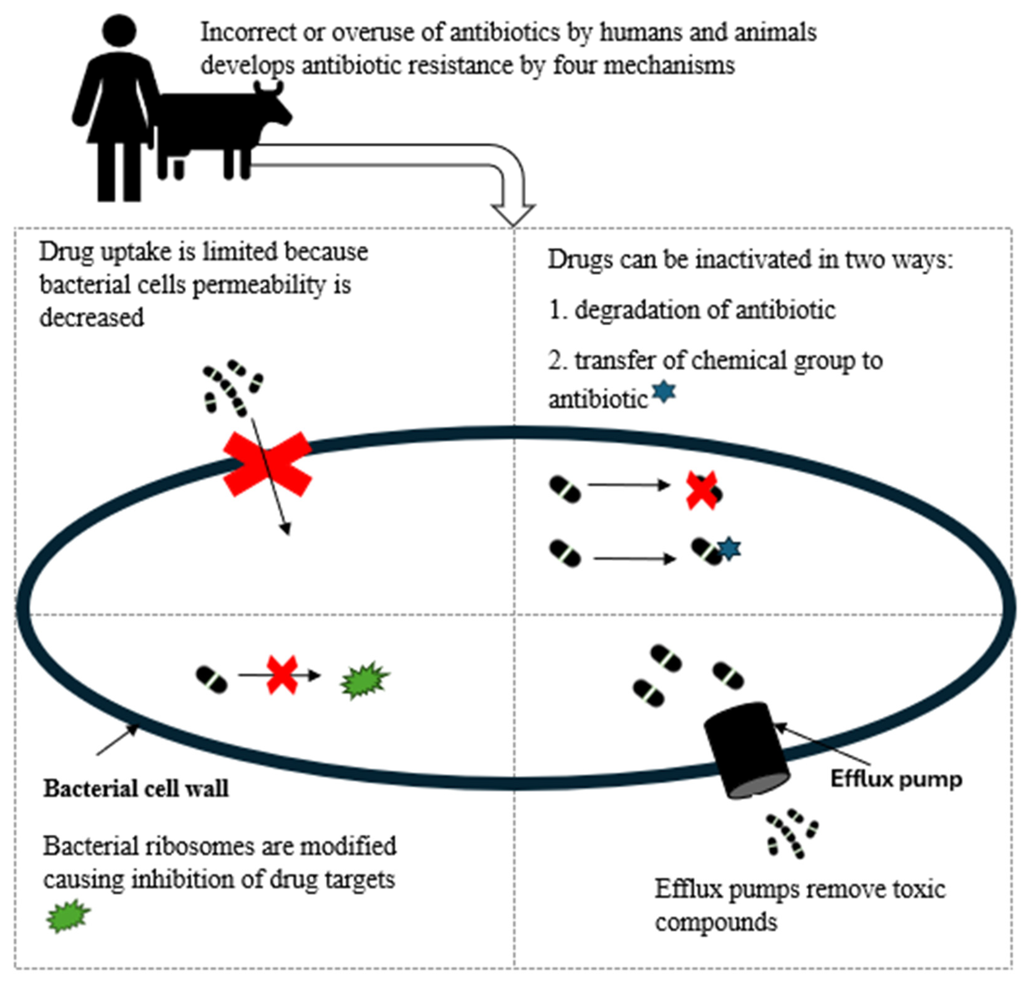 Bacteria 04 00016 g002