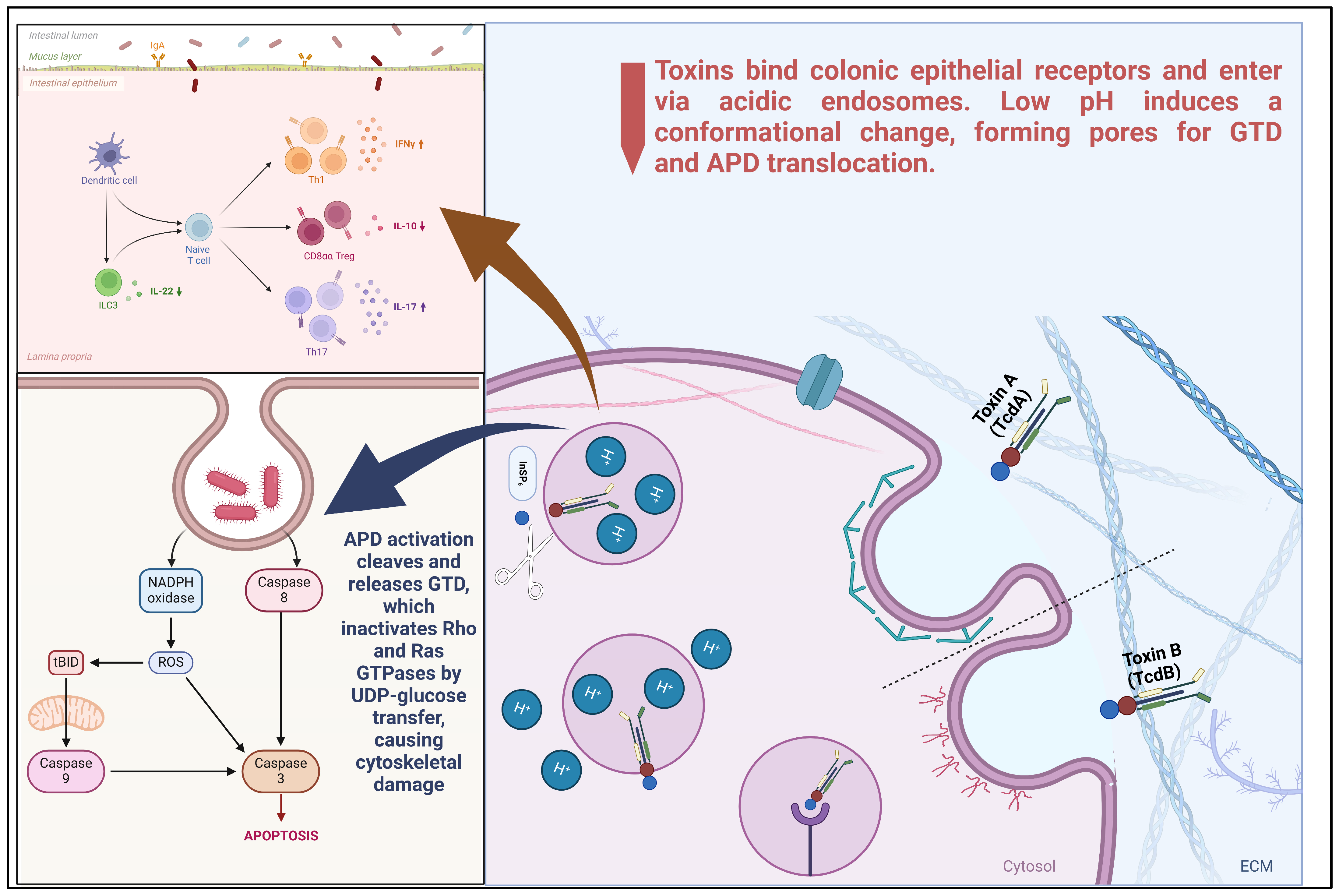 Bacteria 04 00021 g001