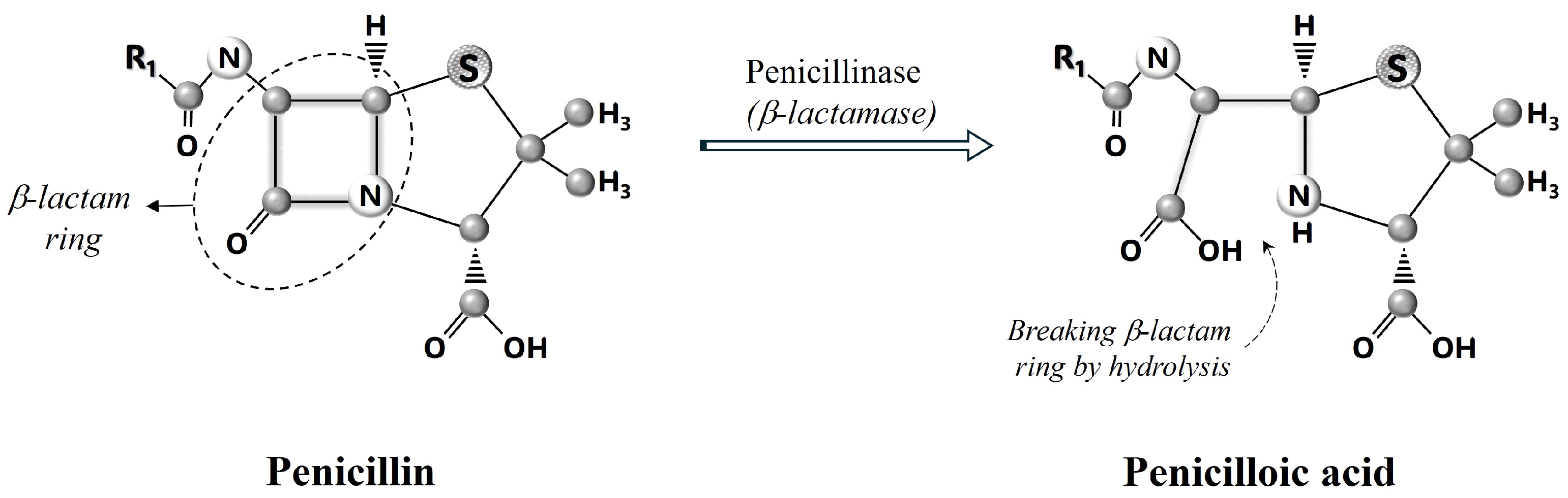 Bacteria 04 00022 g002