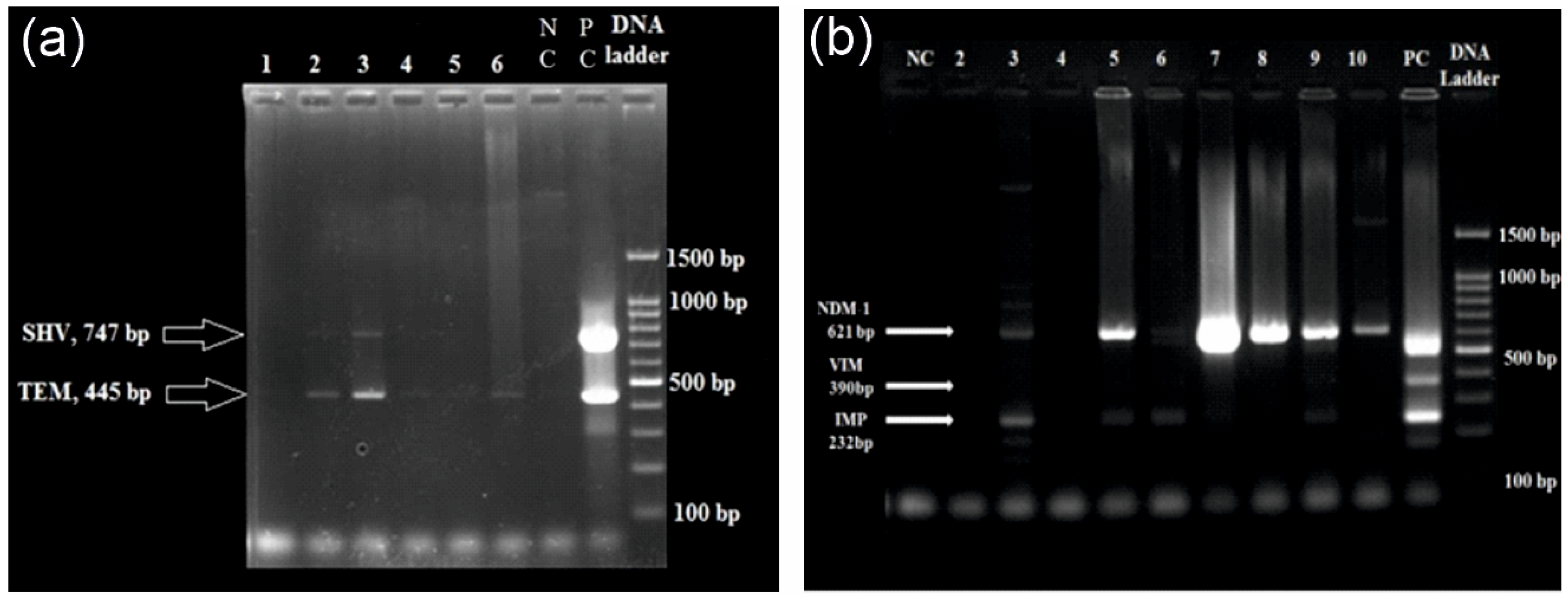 Bacteria 04 00024 g002